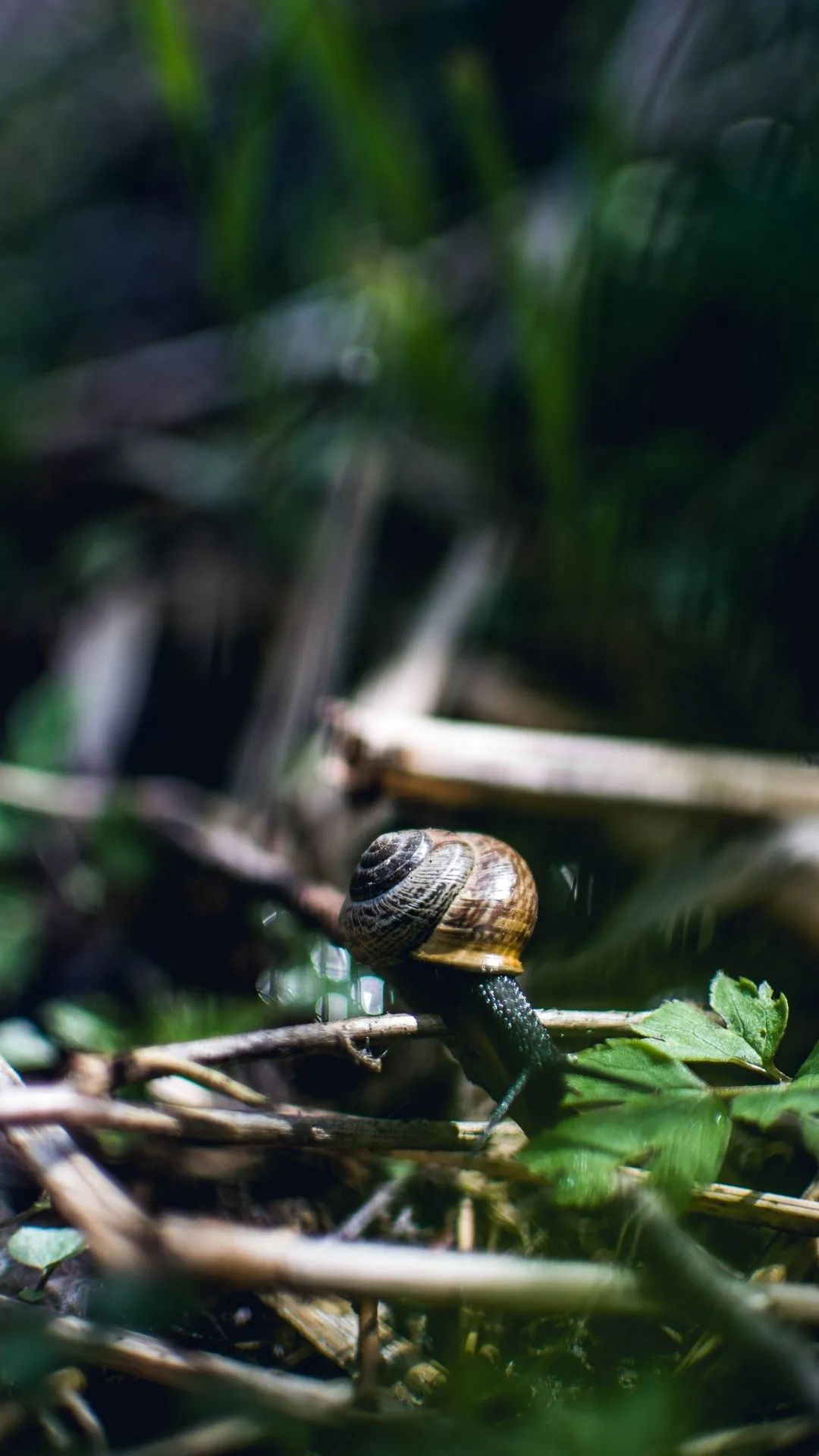 Snail on a Twig - animals wallpaper for OpersCraft
