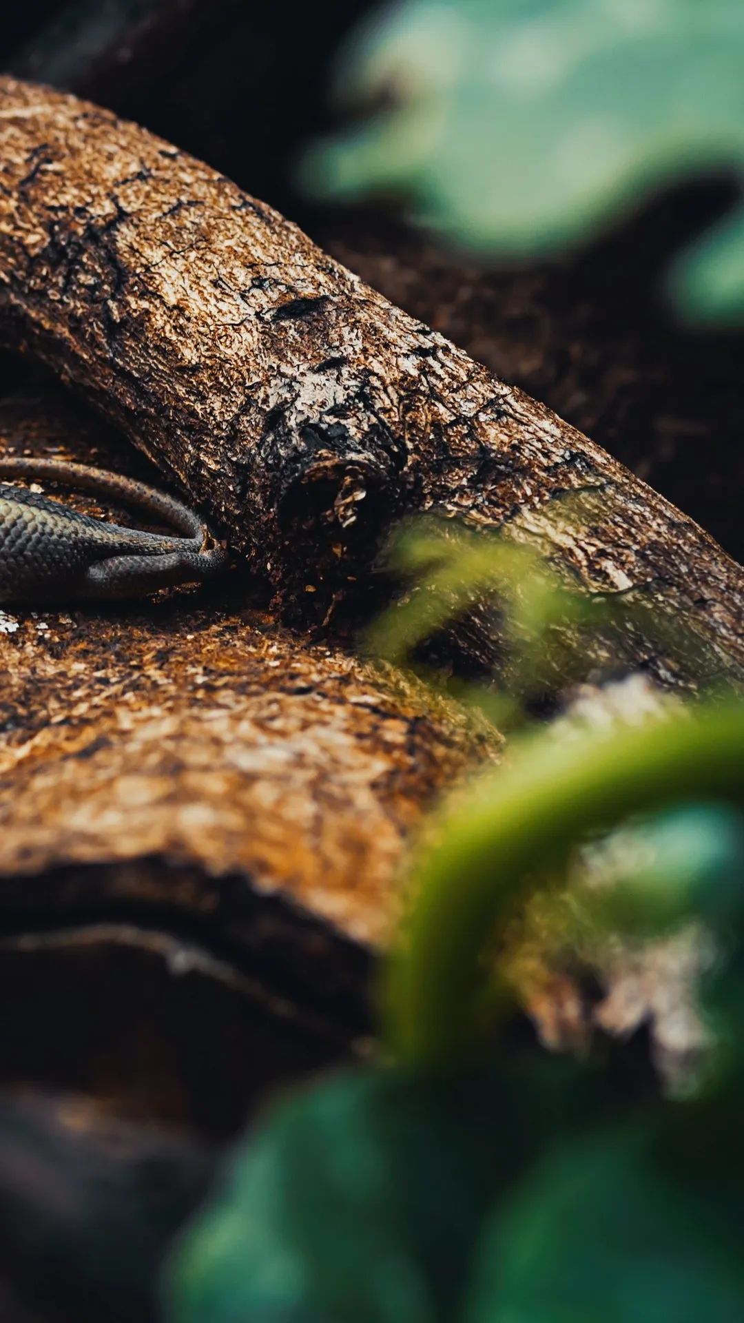 Snake on a Branch - reptile wallpaper for OpersCraft
