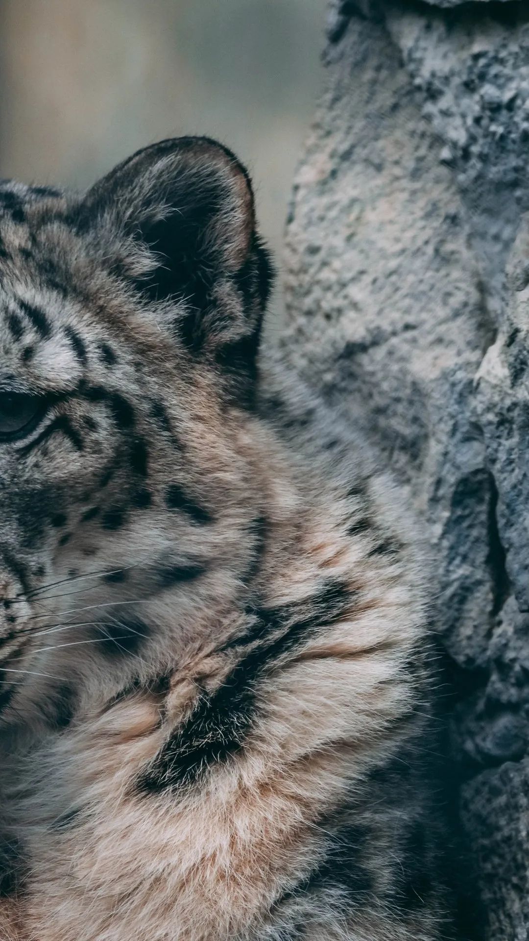 Snow Leopard Close-Up - animals wallpaper for OpersCraft