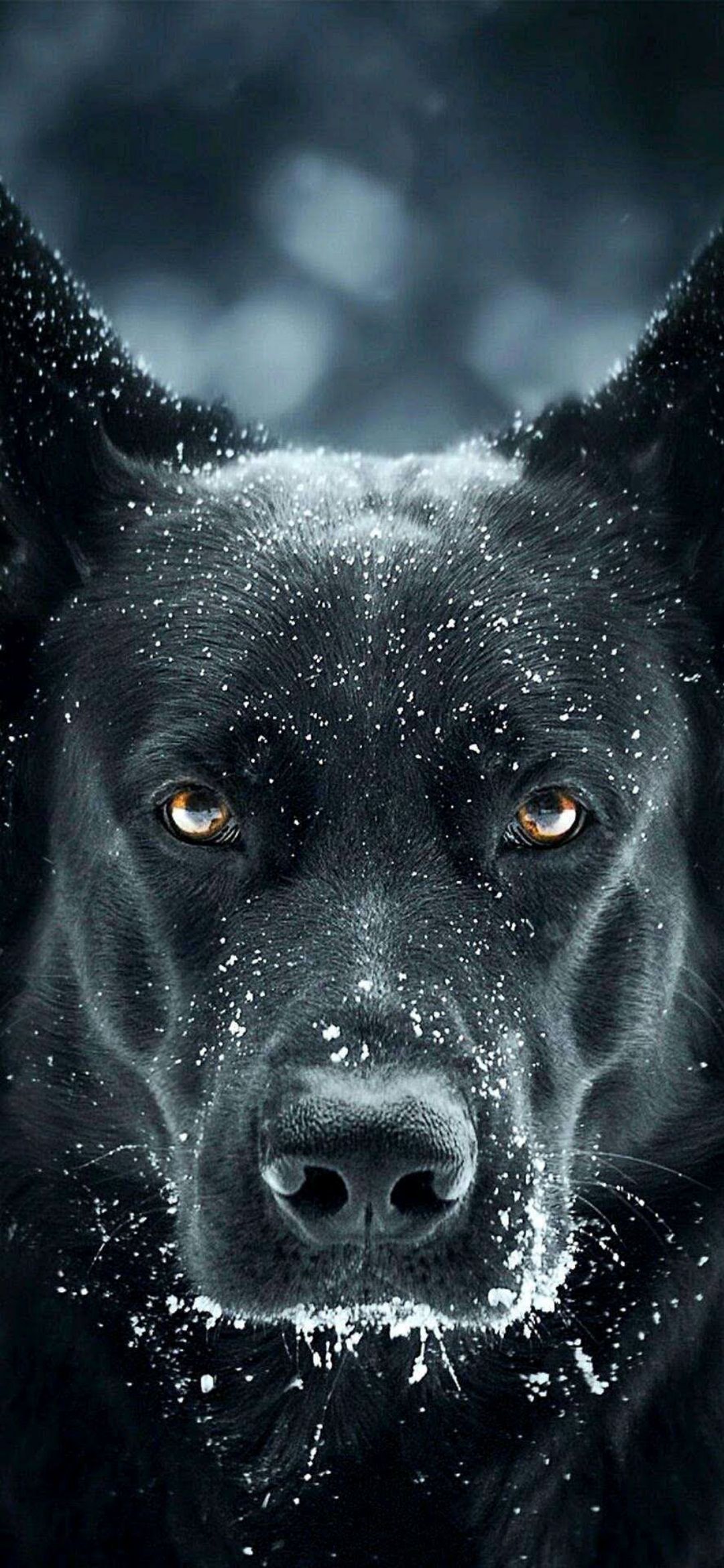 Snowy Black Dog Portrait - dog wallpaper for OpersCraft