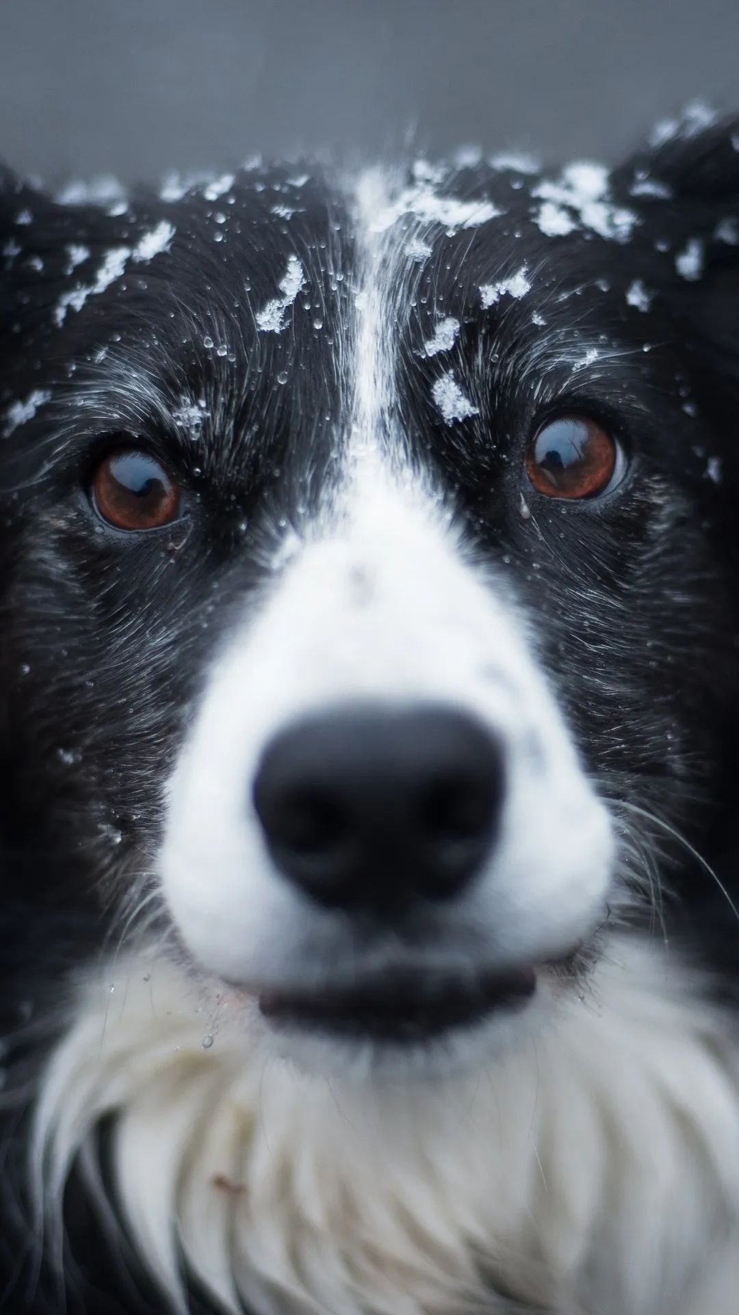 Snowy Dog Portrait - dog wallpaper for OpersCraft