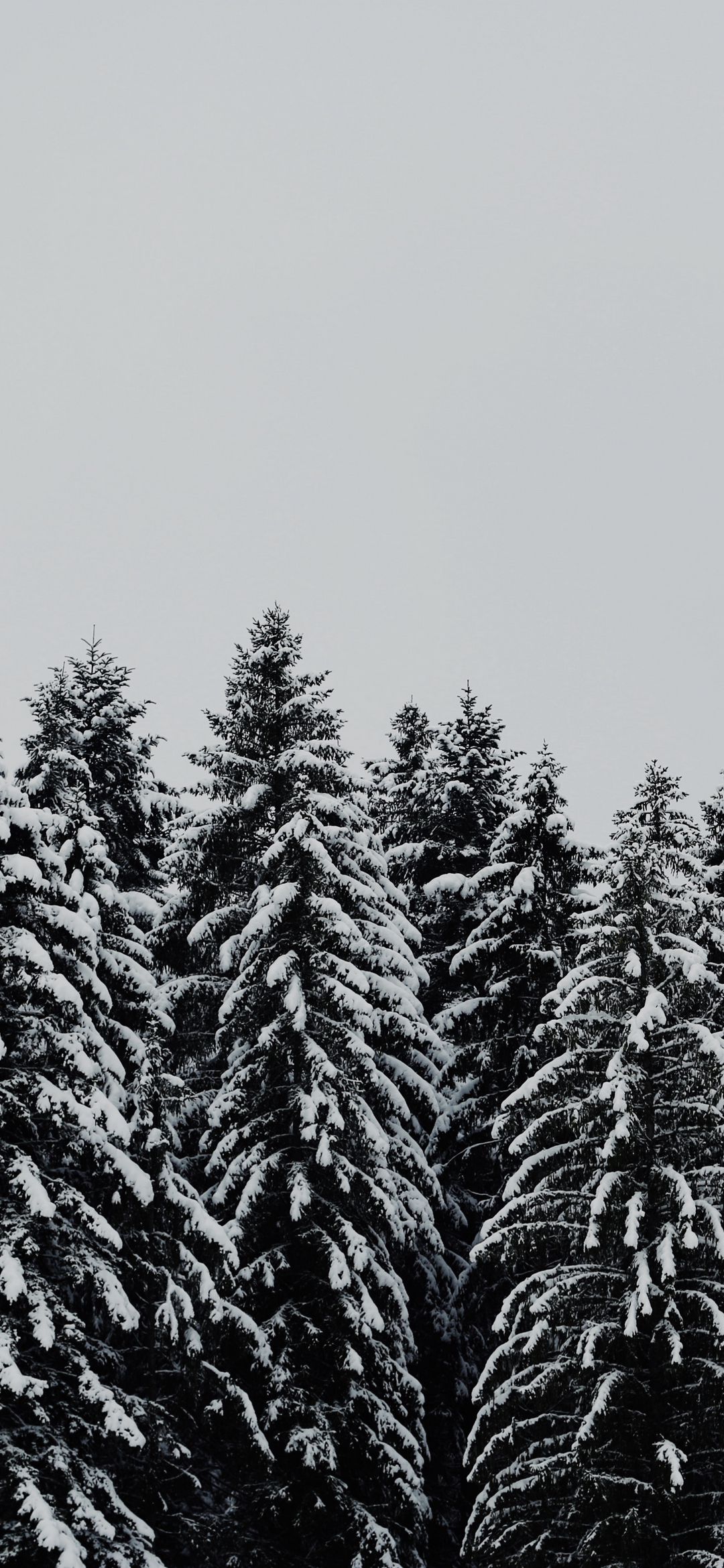 Snowy Evergreen Forest - forest wallpaper for OpersCraft