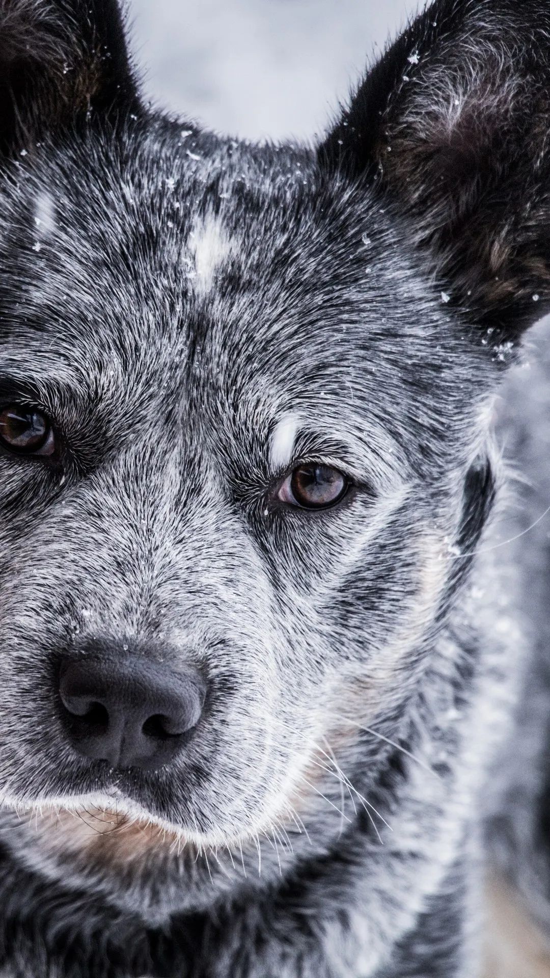 Snowy Heeler Portrait - dog wallpaper for OpersCraft