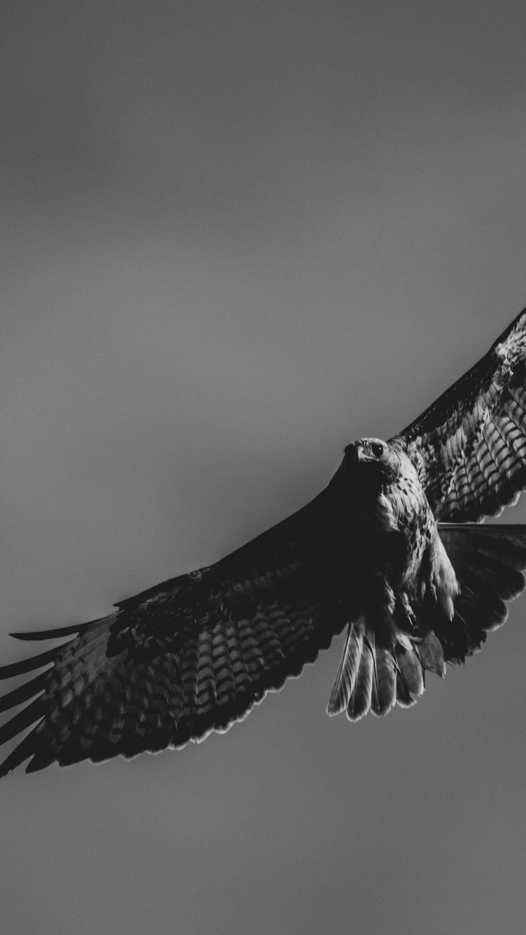 Soaring Hawk in Monochrome - birds wallpaper for OpersCraft