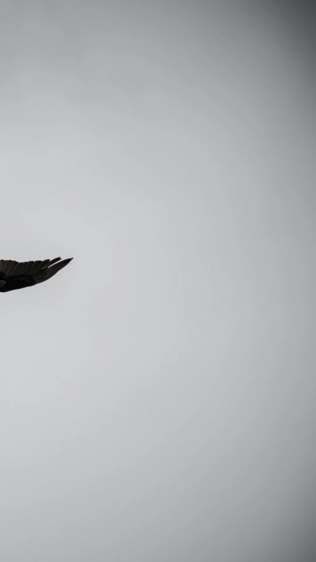 Solitary Bird in Flight - birds wallpaper for OpersCraft