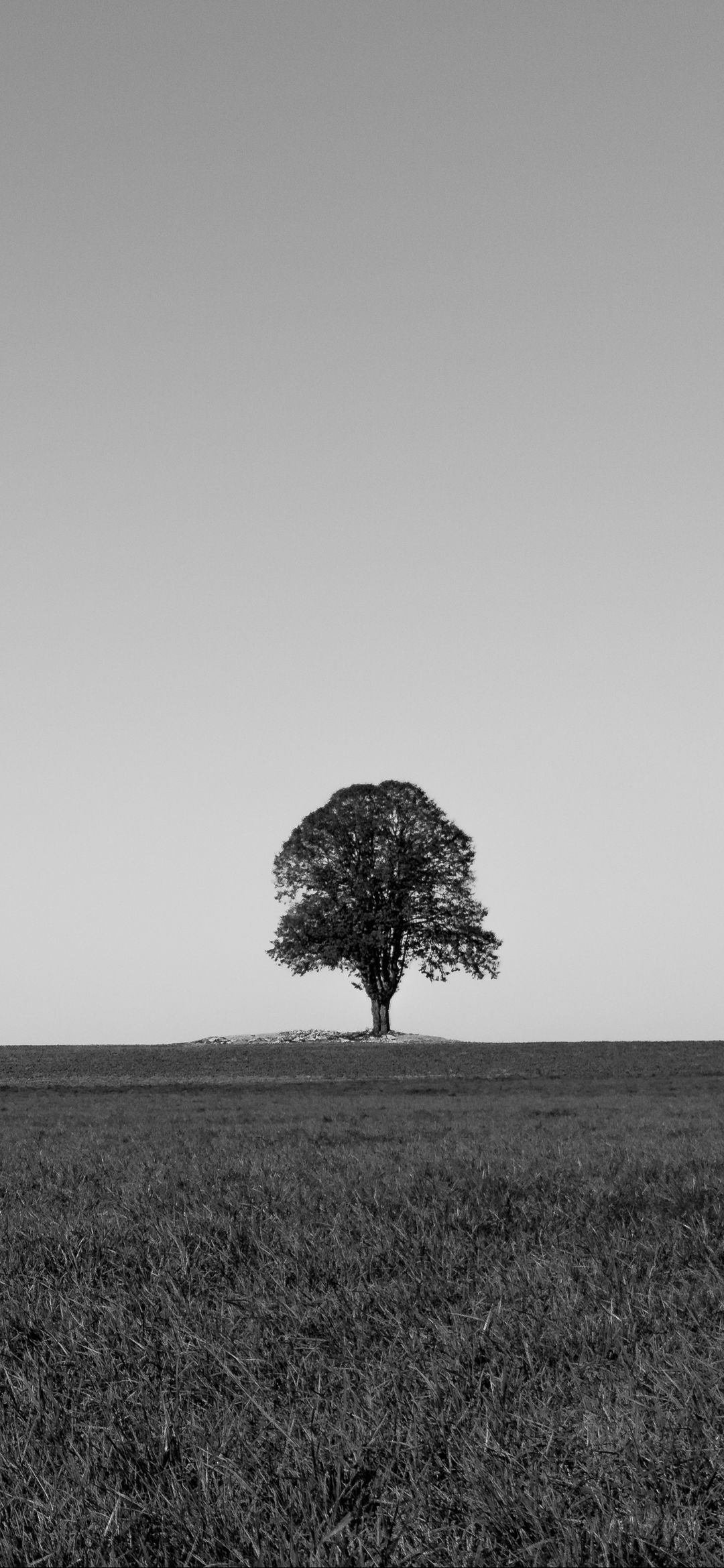 Solitary Tree Silhouette - random wallpaper for OpersCraft