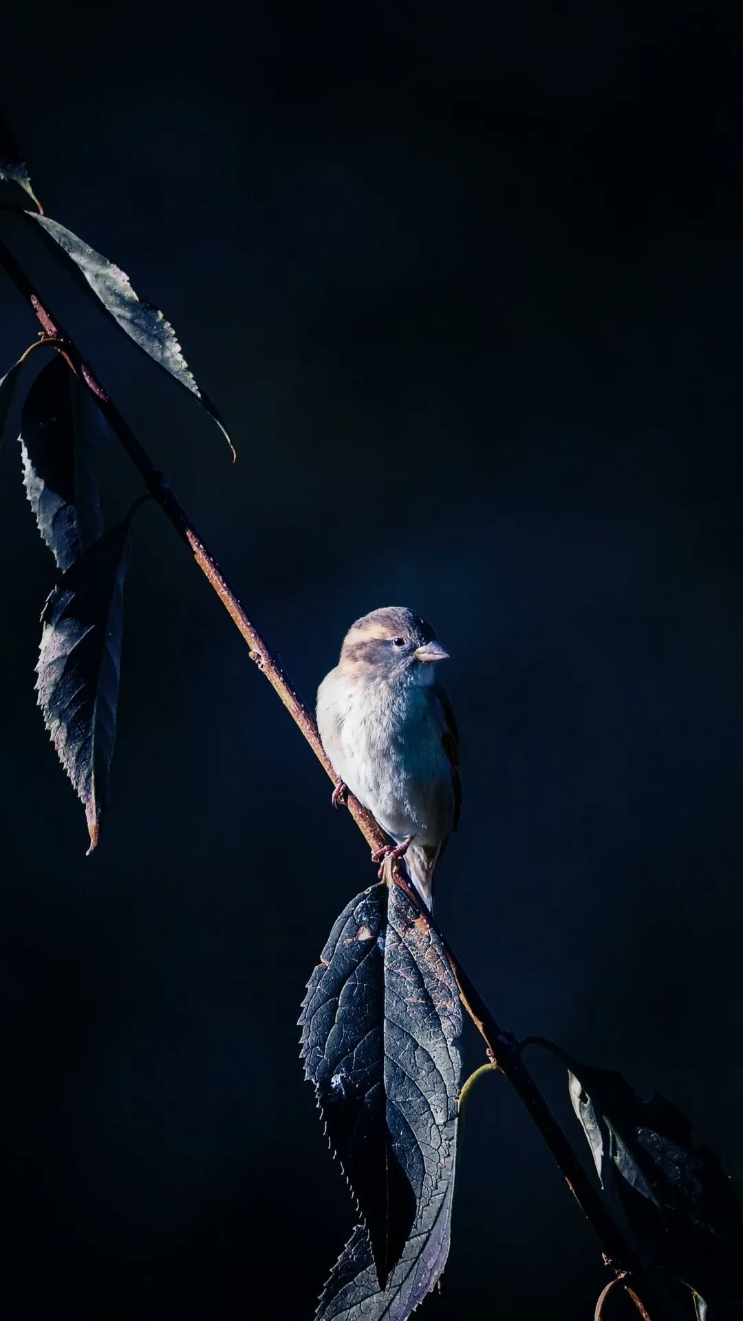Sparrow on Dark Branch - birds wallpaper for OpersCraft