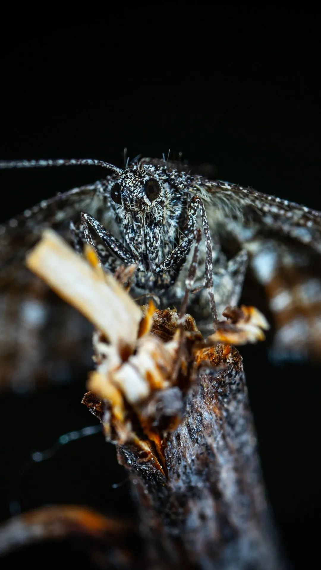 Speckled Moth Close-Up - insects wallpaper for OpersCraft