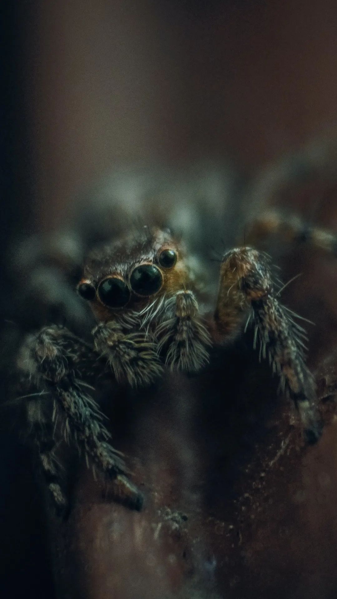 Spider Macro Close-Up - spider wallpaper for OpersCraft