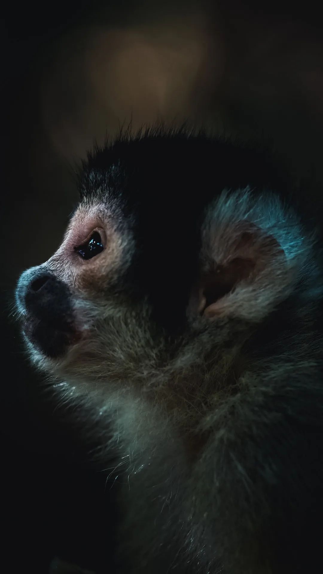 Squirrel Monkey Portrait - monkey wallpaper for OpersCraft