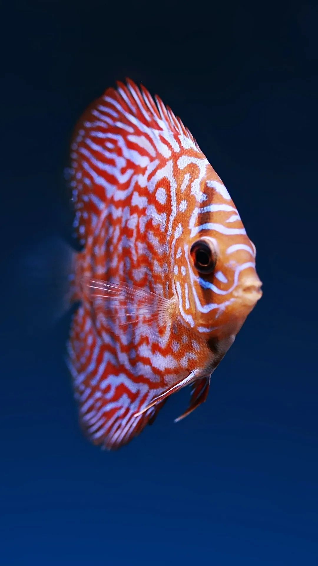 Striking Discus Fish Portrait - fish wallpaper for OpersCraft