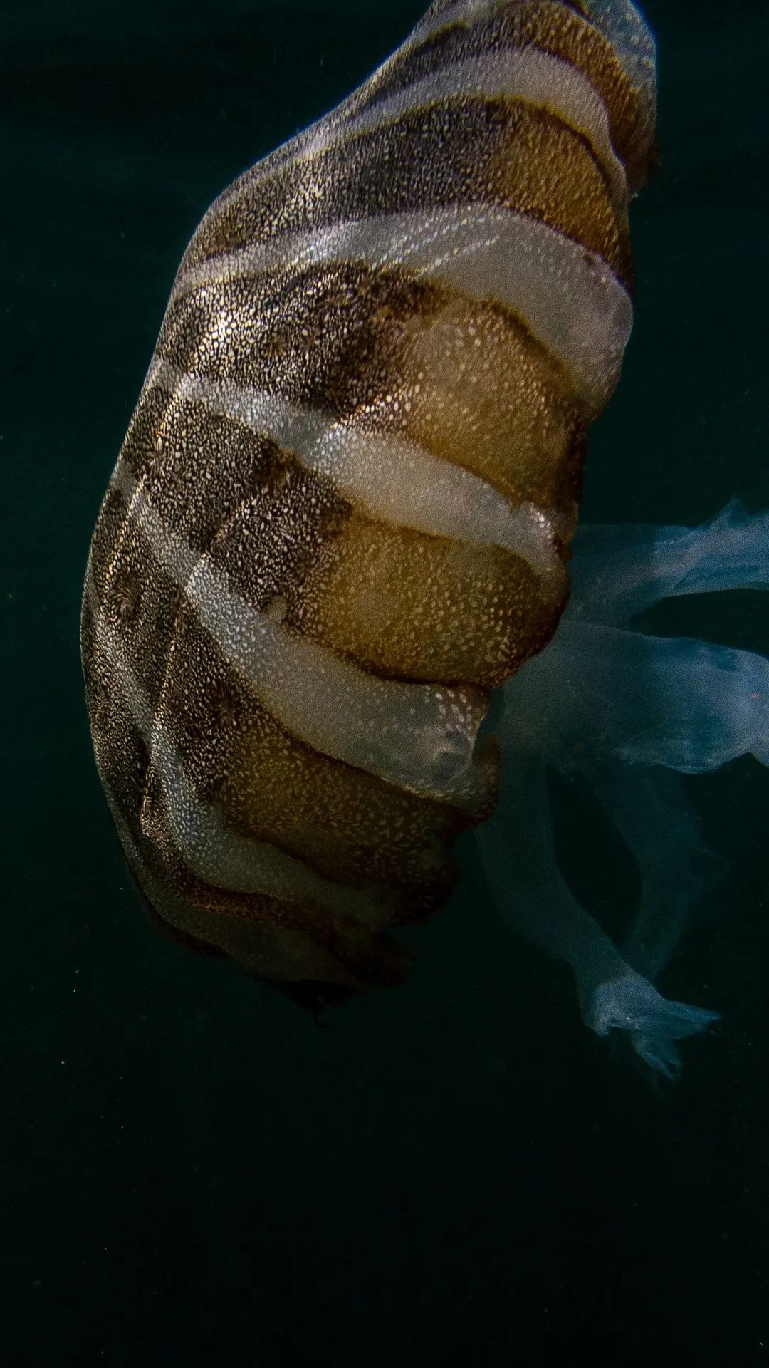 Striped Jellyfish in Dark Water - underwater wallpaper for OpersCraft