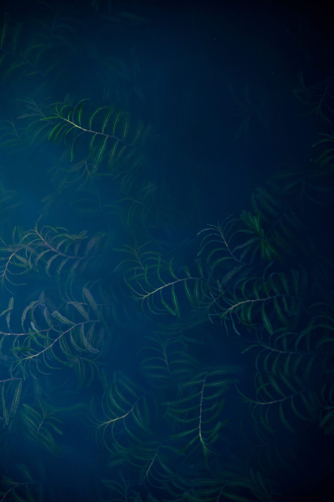 Submerged Aquatic Plants - random wallpaper for OpersCraft
