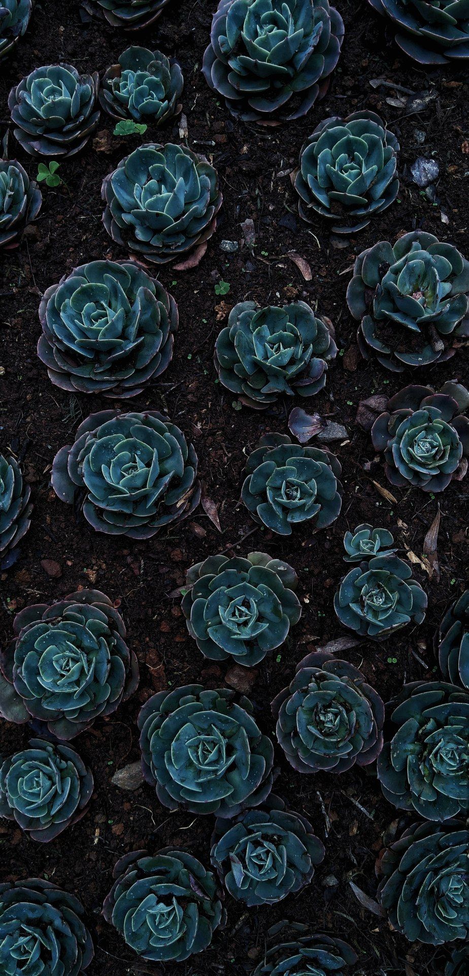 Succulent Garden Dark Mood - random wallpaper for OpersCraft