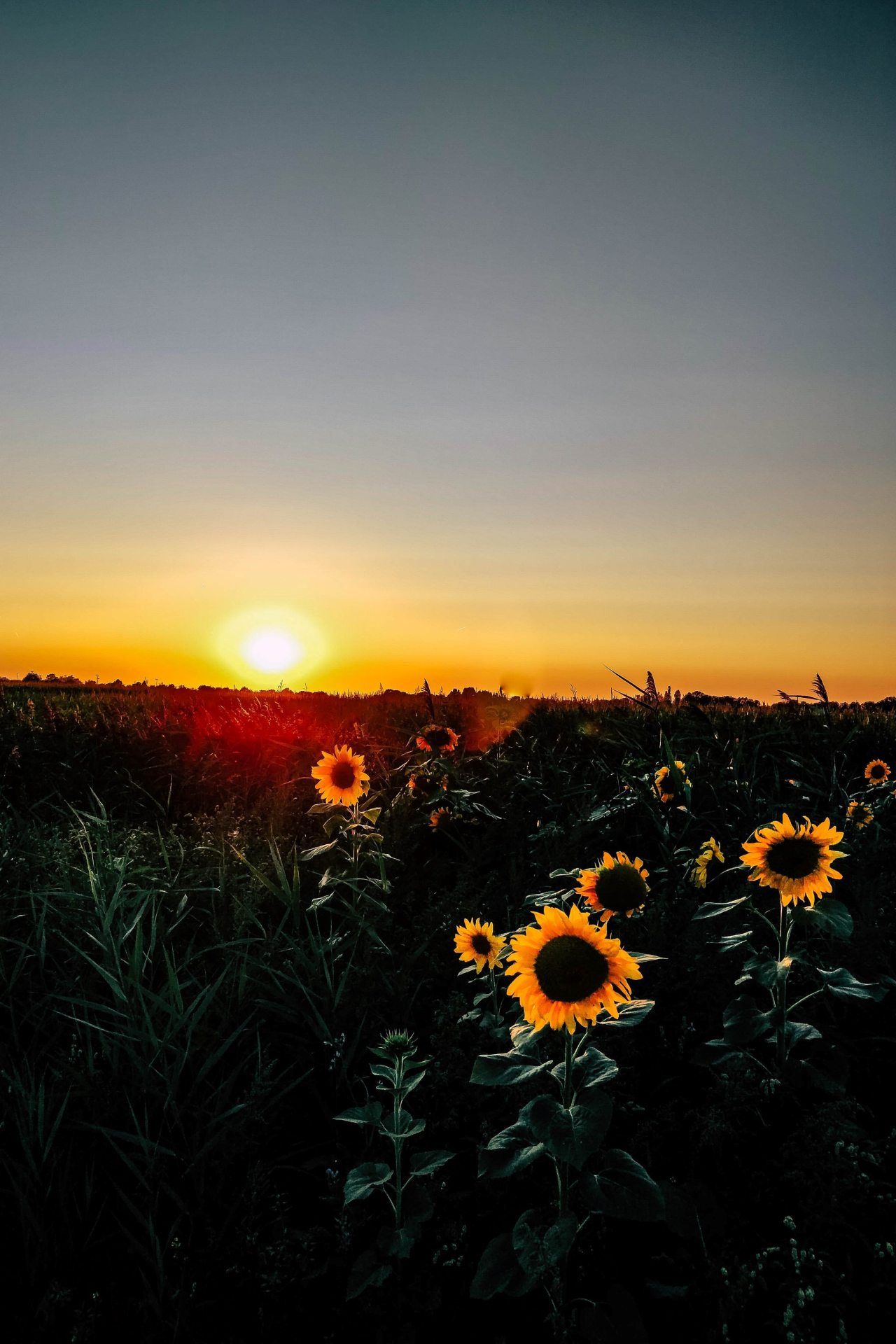 Sunflower Field Sunset Glow - random wallpaper for OpersCraft