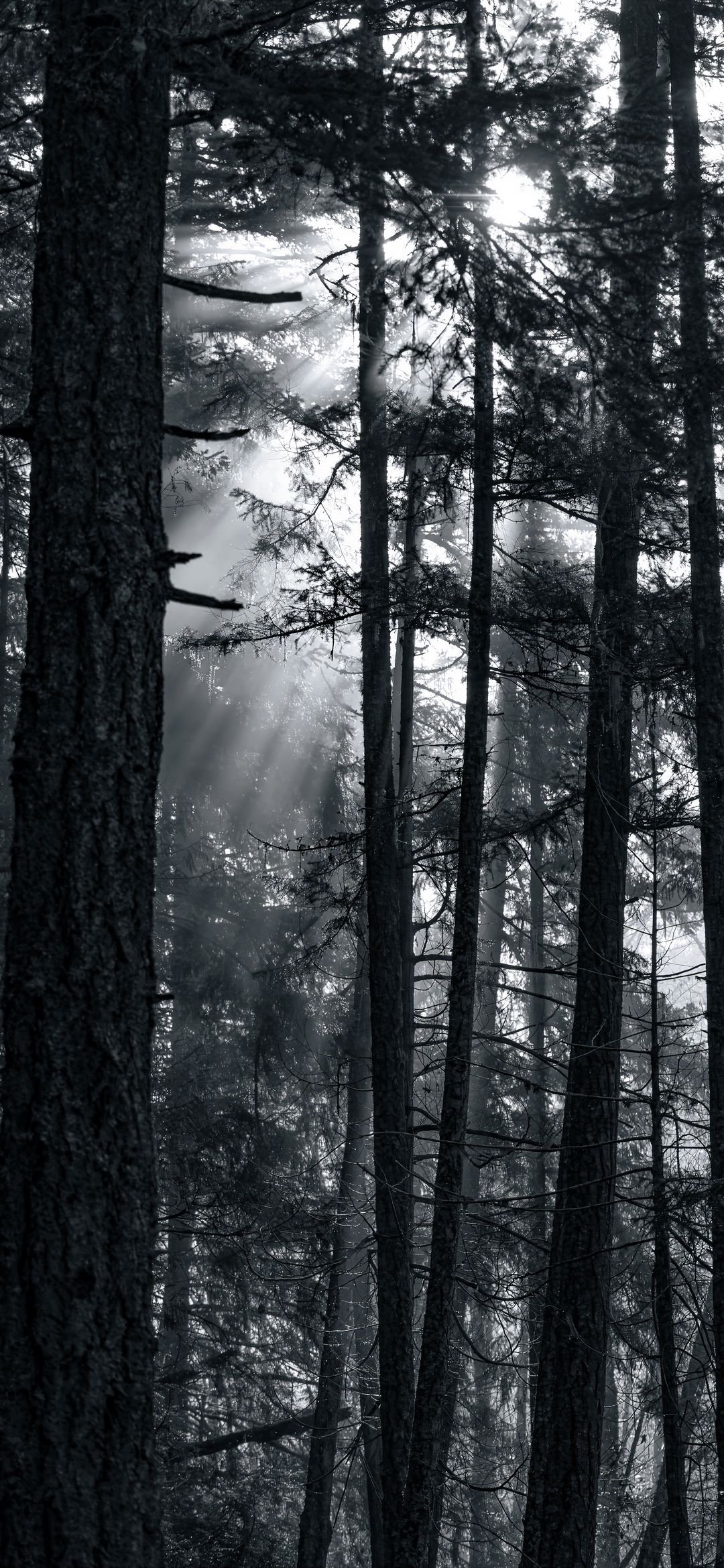 Sunlit Forest Monochrome - forest wallpaper for OpersCraft