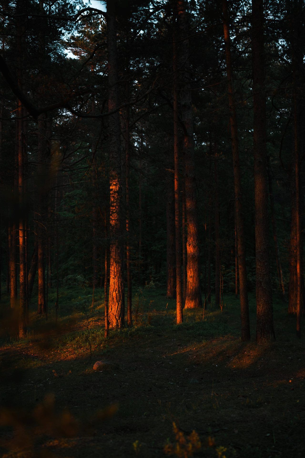 Sunlit Forest Trees - forest wallpaper for OpersCraft
