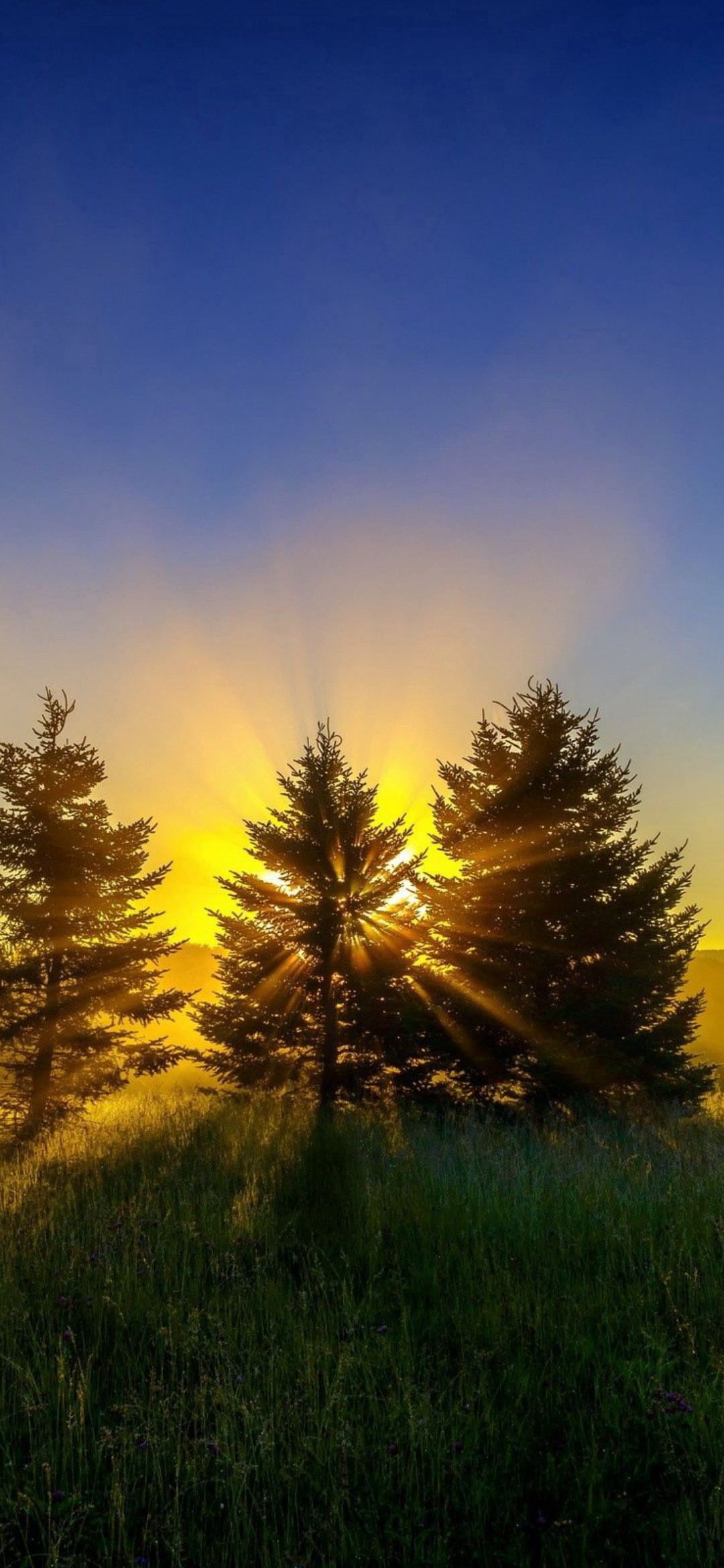 Sunlit Forest Trees - forest wallpaper for OpersCraft