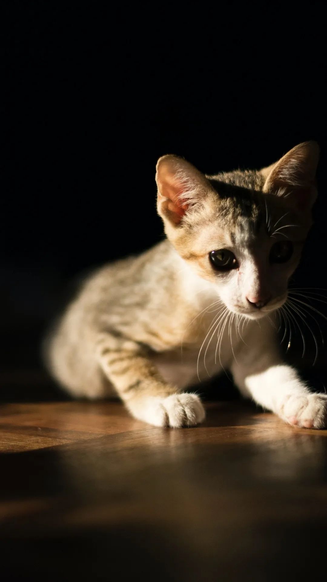 Sunlit Kitten Portrait - cat wallpaper for OpersCraft