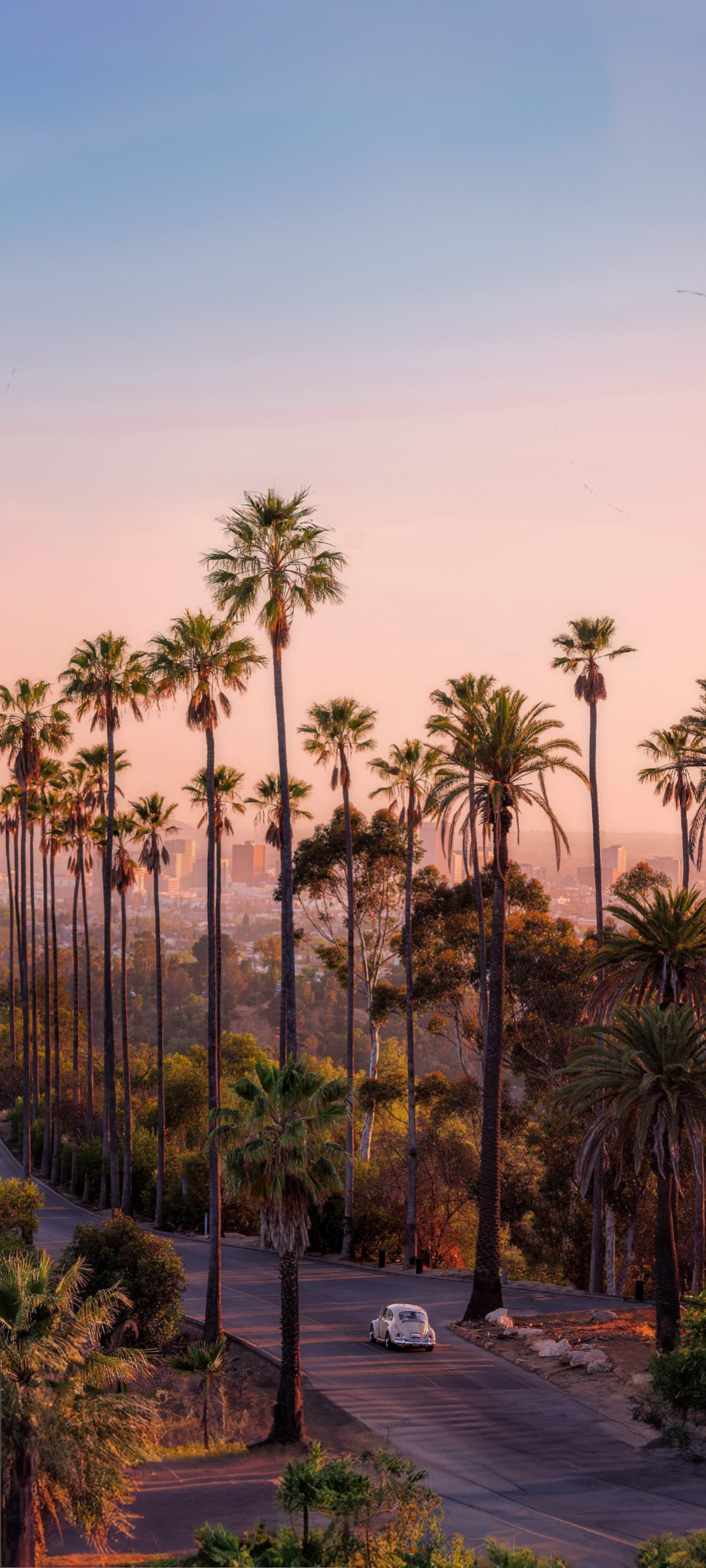 Sunset Palm Drive - city wallpaper for OpersCraft