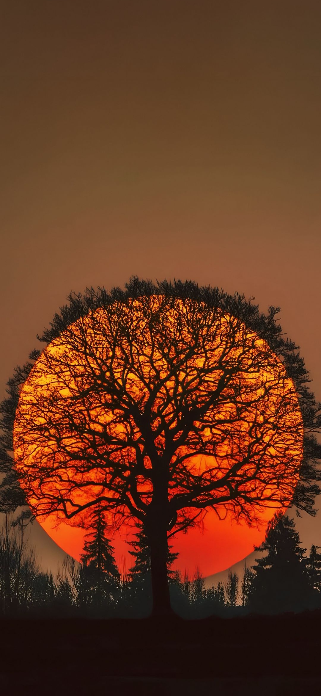Sunset Tree Silhouette - sunset wallpaper for OpersCraft