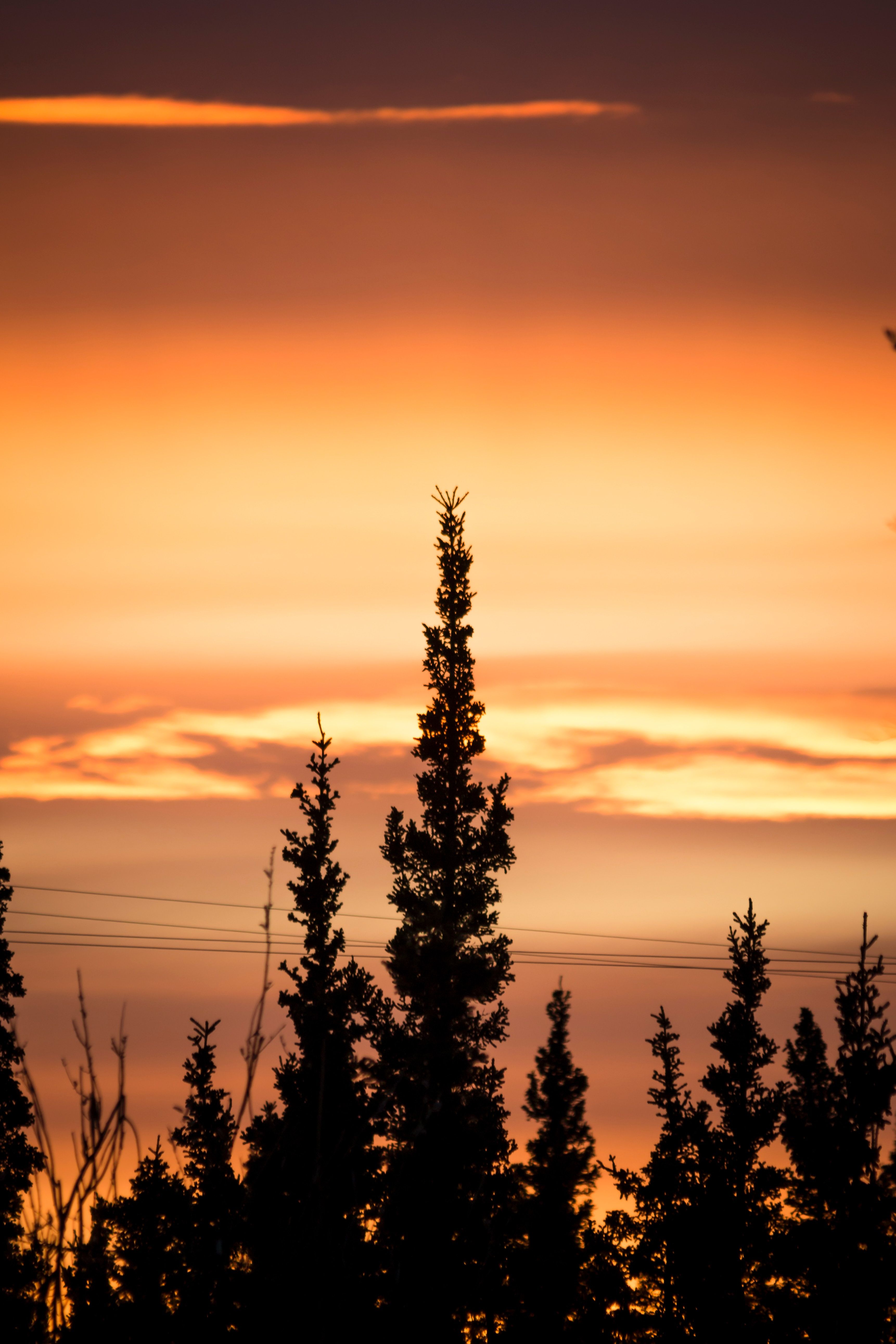 Sunset Tree Silhouettes - sunset wallpaper for OpersCraft