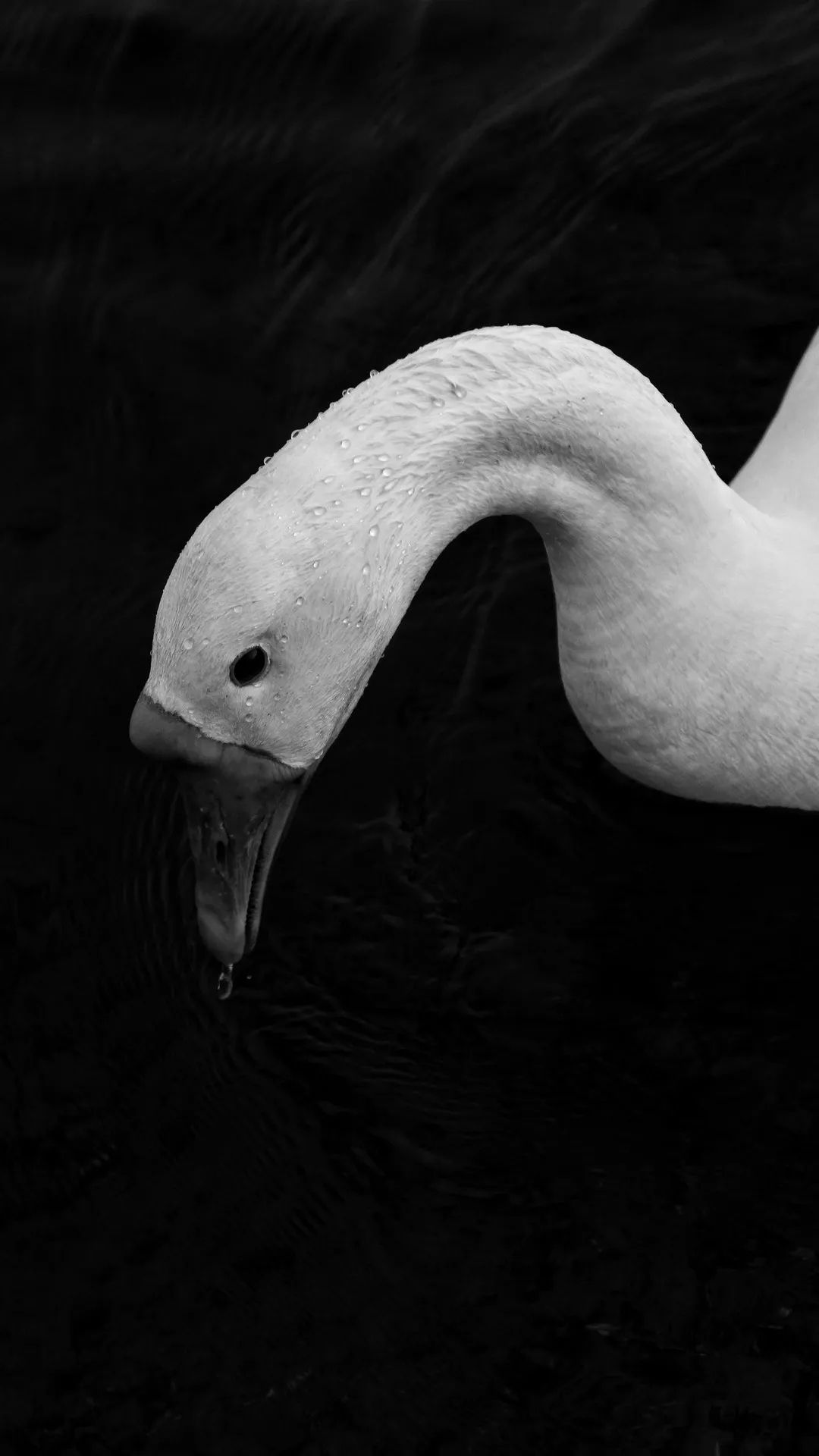 Swan in Dark Water - birds wallpaper for OpersCraft