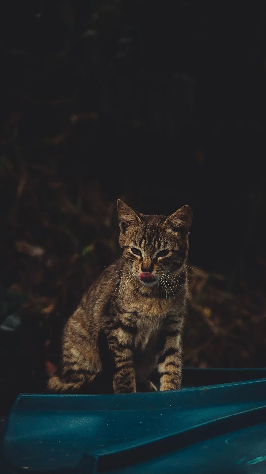 Tabby Cat Licking Nose - cat wallpaper for OpersCraft