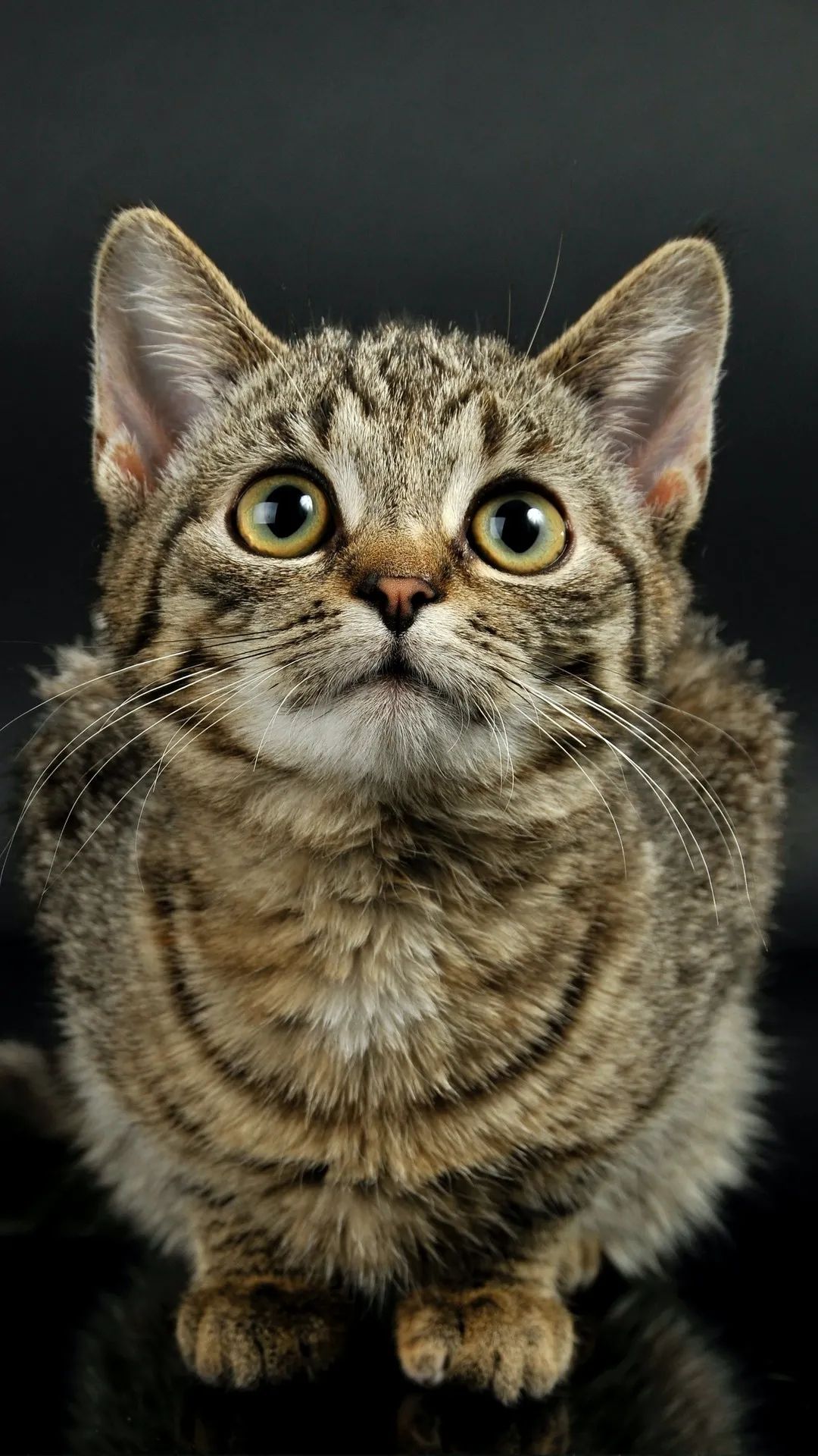 Tabby Cat Portrait - cat wallpaper for OpersCraft