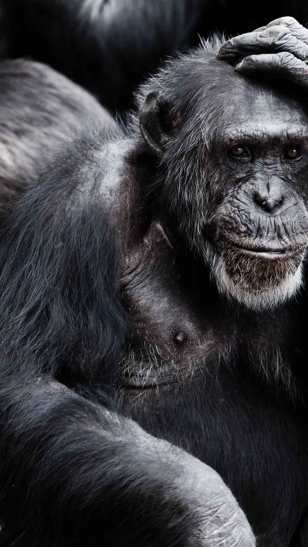 Thoughtful Chimpanzee Portrait - random wallpaper for OpersCraft