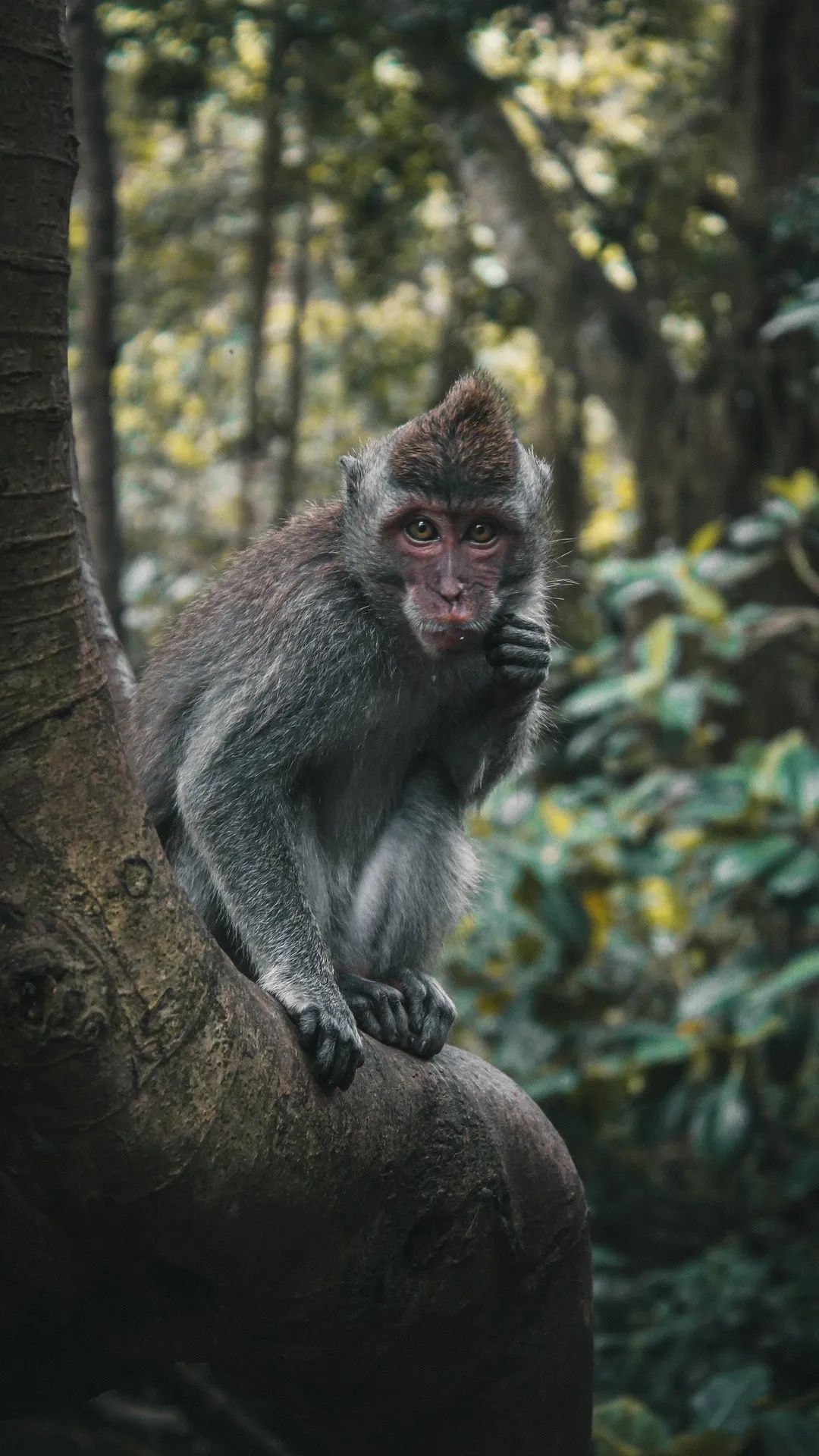 Thoughtful Monkey in Jungle - monkey wallpaper for OpersCraft