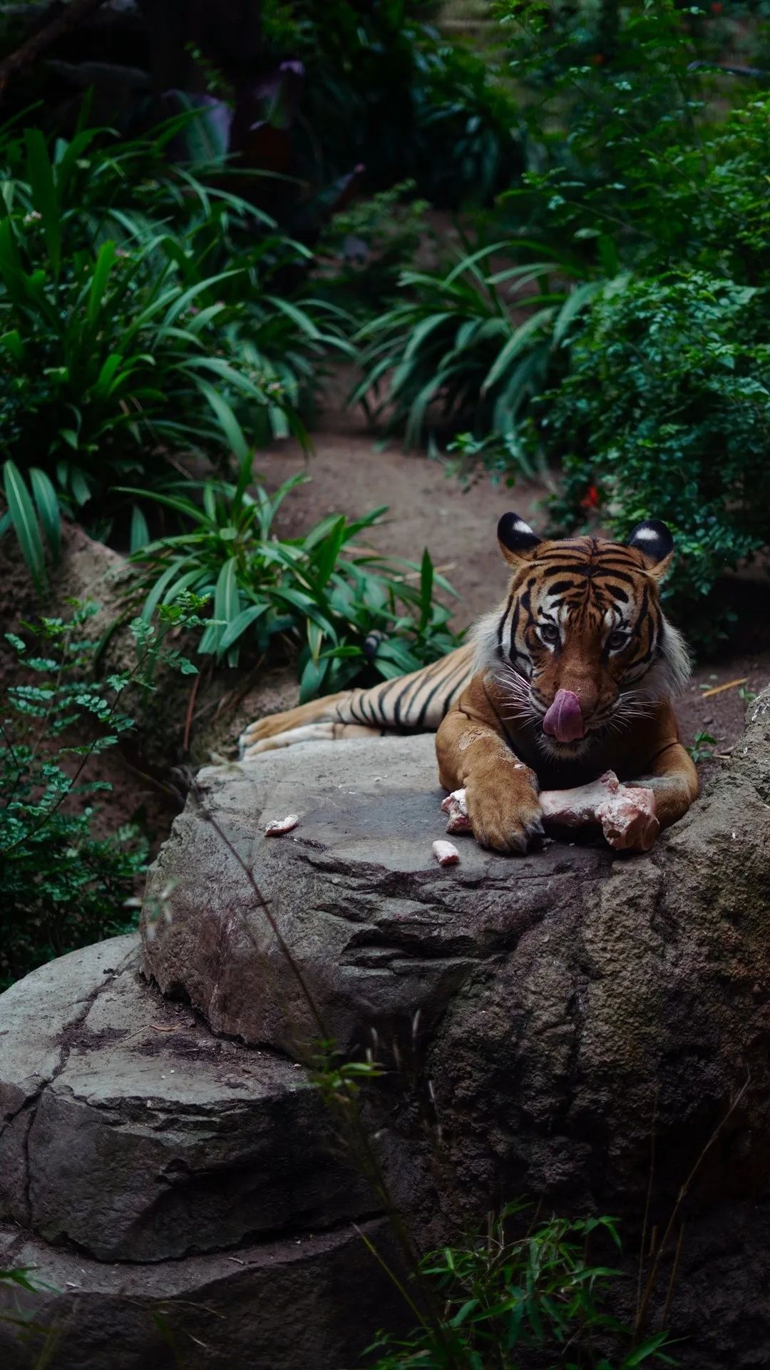 Tiger Licking Its Nose - tiger wallpaper for OpersCraft