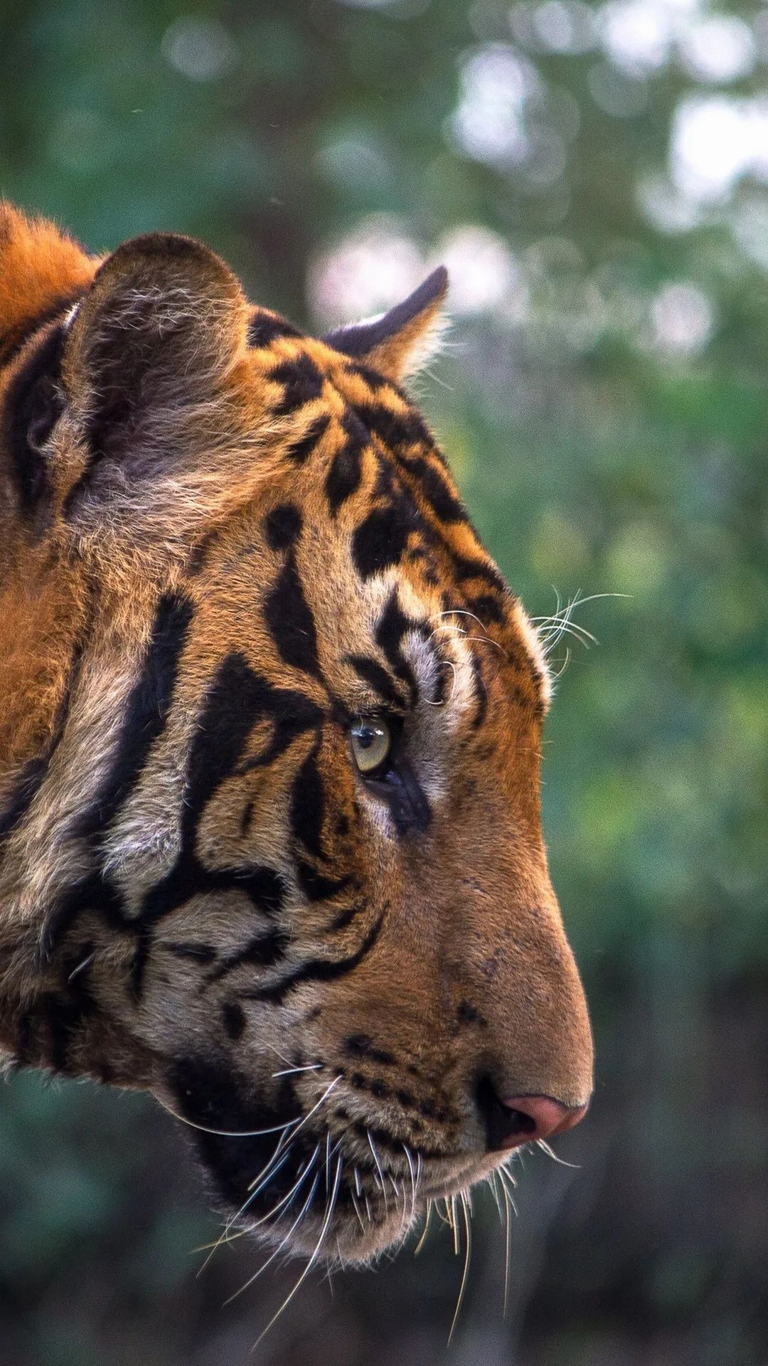 Tiger Profile Close-Up - tiger wallpaper for OpersCraft