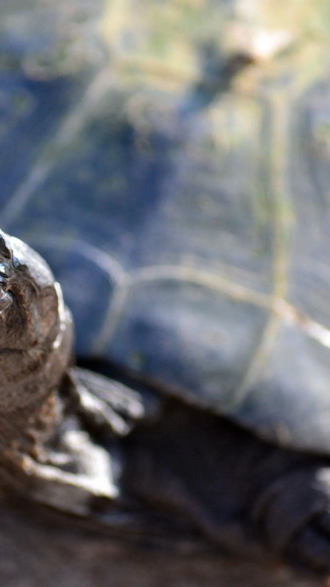 Tortoise Close-Up - turtle wallpaper for OpersCraft