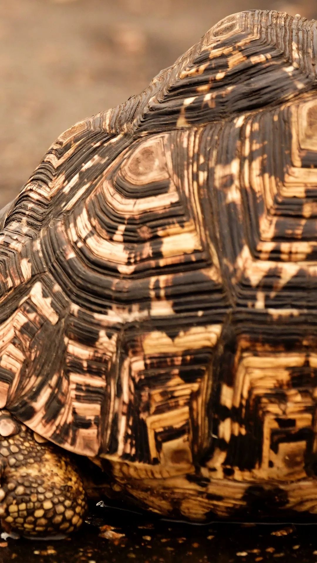 Tortoise Shell Close-Up - animals wallpaper for OpersCraft