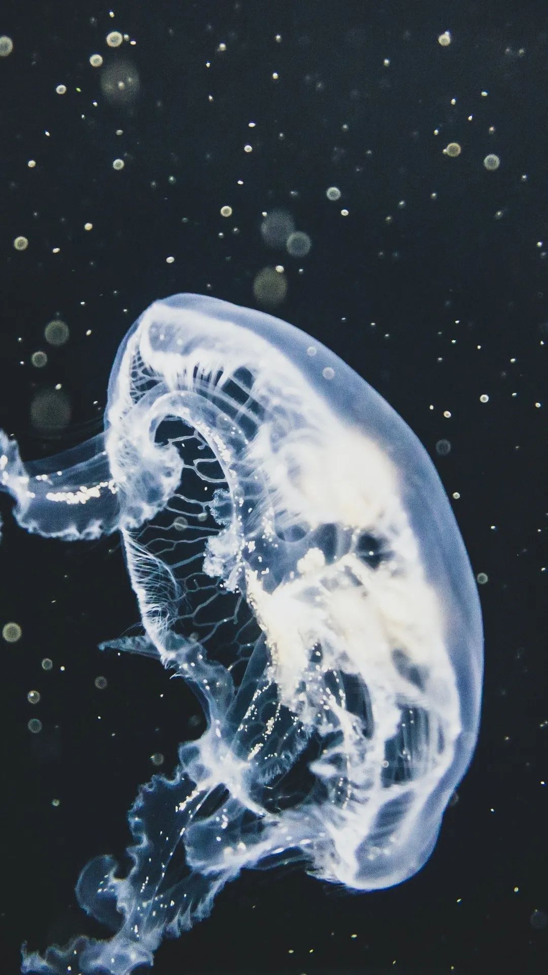Translucent Jellyfish in Dark Water - underwater wallpaper for OpersCraft