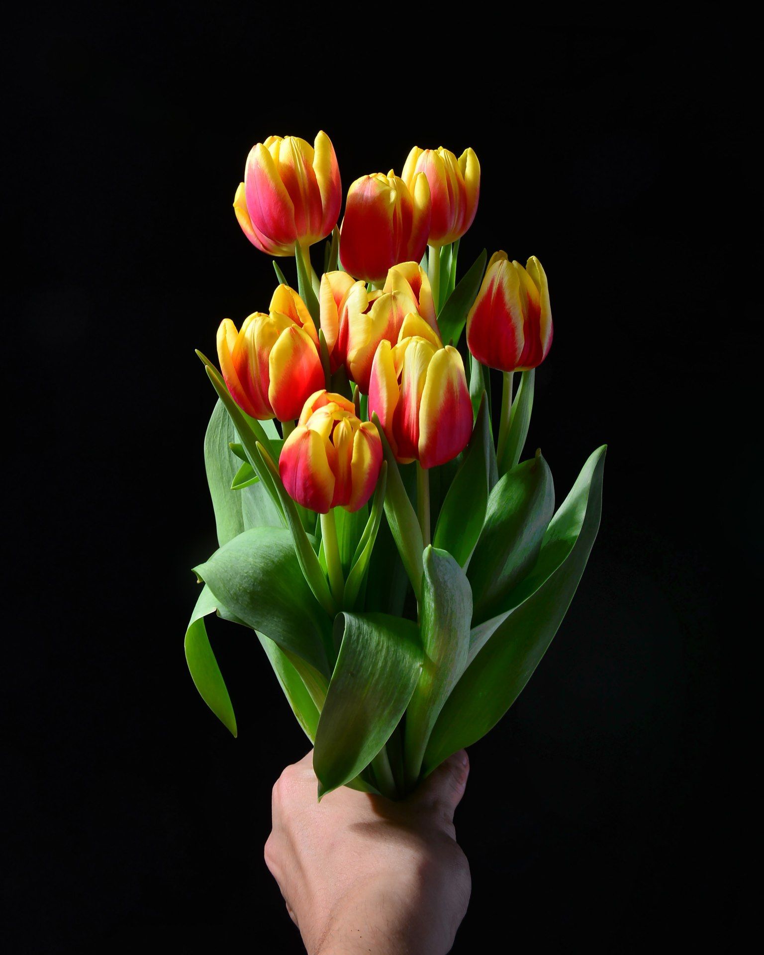 Tulip Bouquet on Black - floral wallpaper for OpersCraft