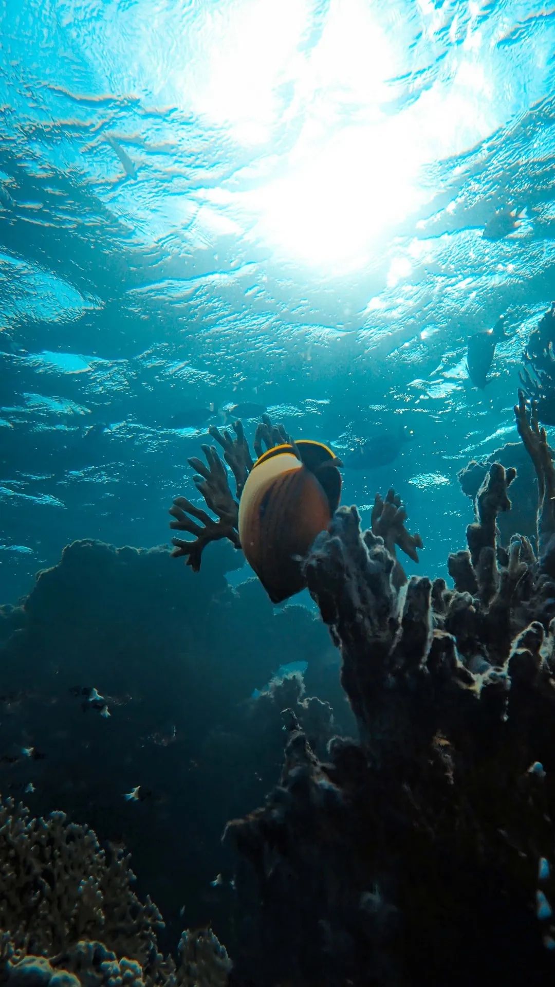 Underwater Snail on Coral - underwater wallpaper for OpersCraft
