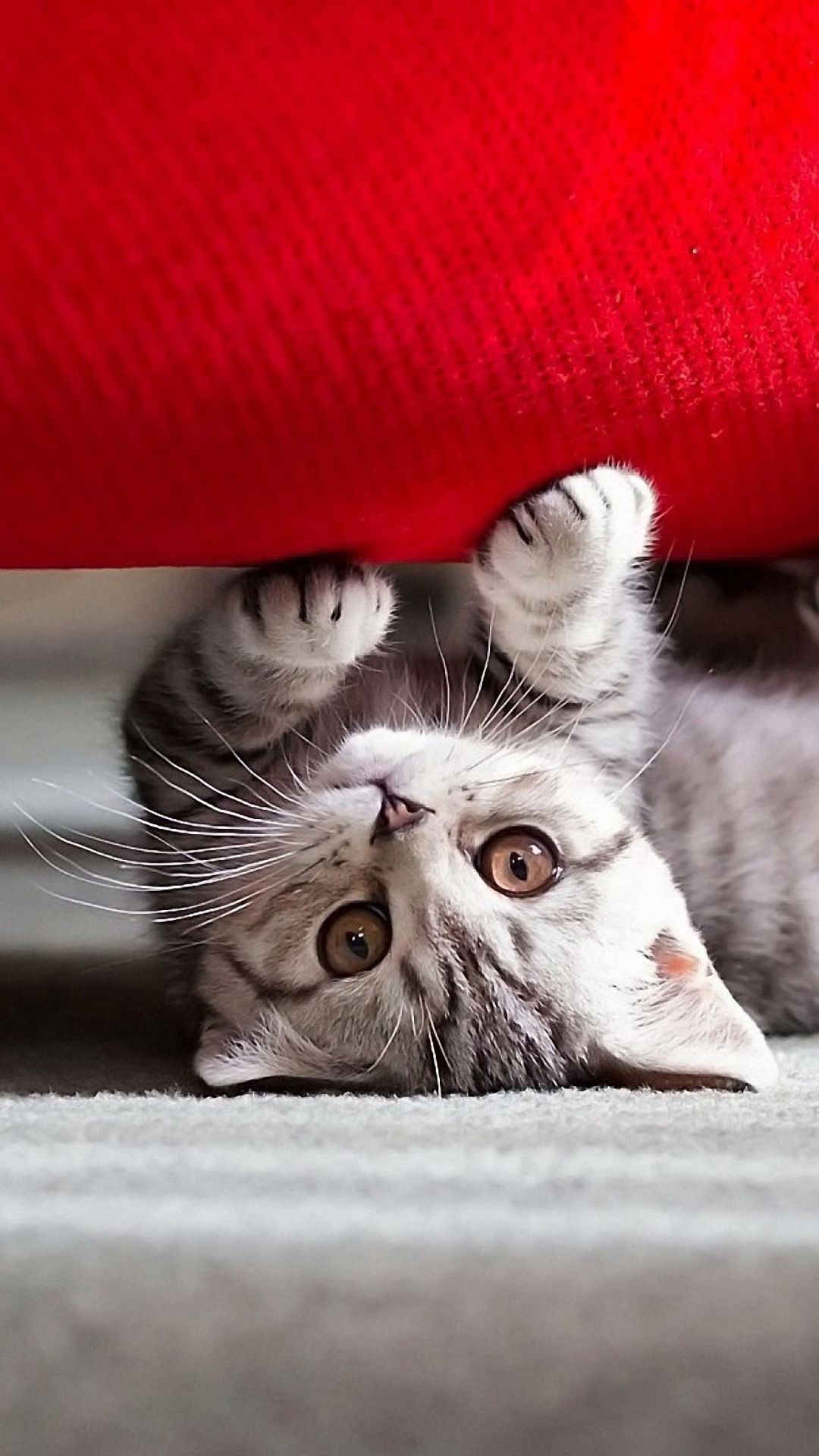 Upside Down Kitten - random wallpaper for OpersCraft