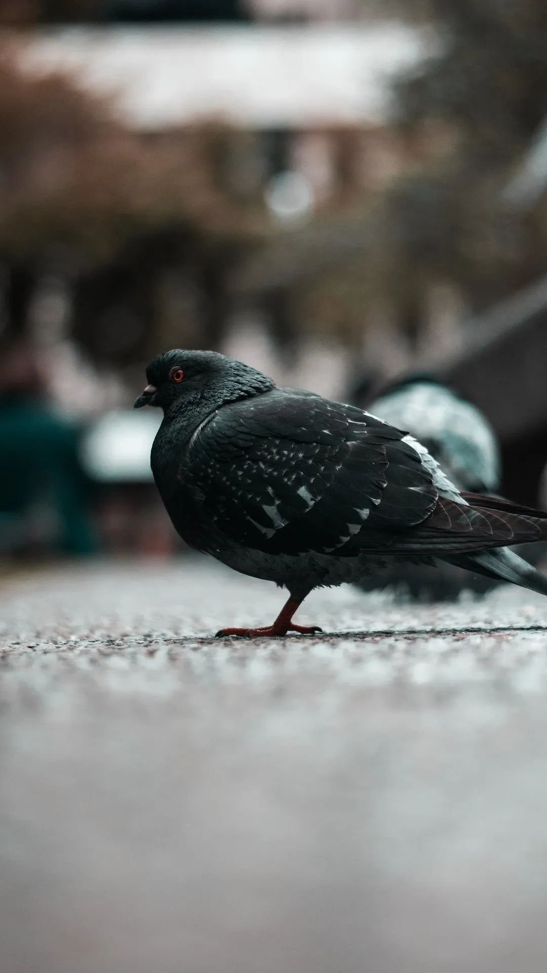 Urban Pigeon Portrait - birds wallpaper for OpersCraft