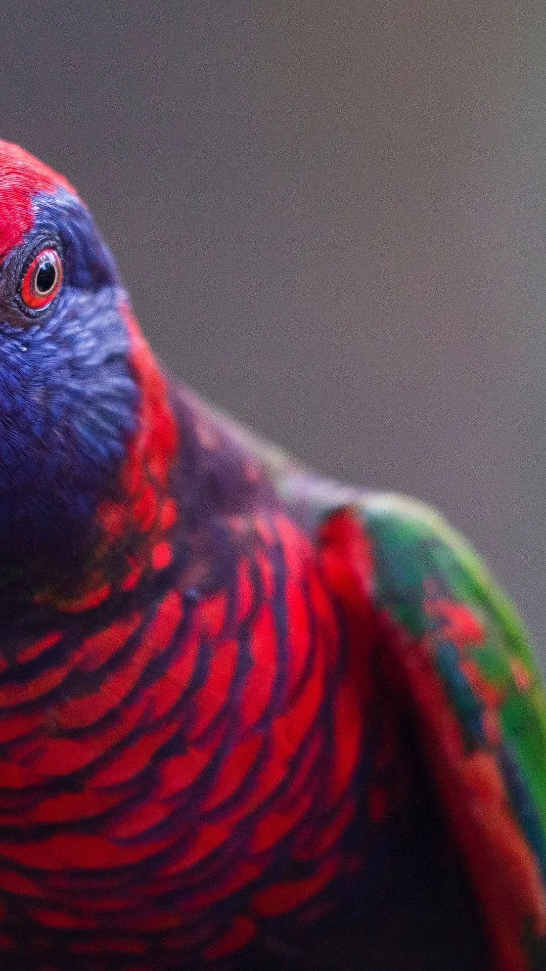 Vibrant Lorikeet Close-Up - birds wallpaper for OpersCraft