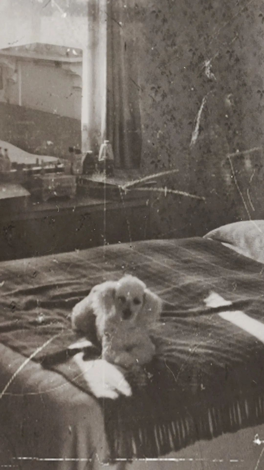 Vintage Dog Portrait - vintage wallpaper for OpersCraft