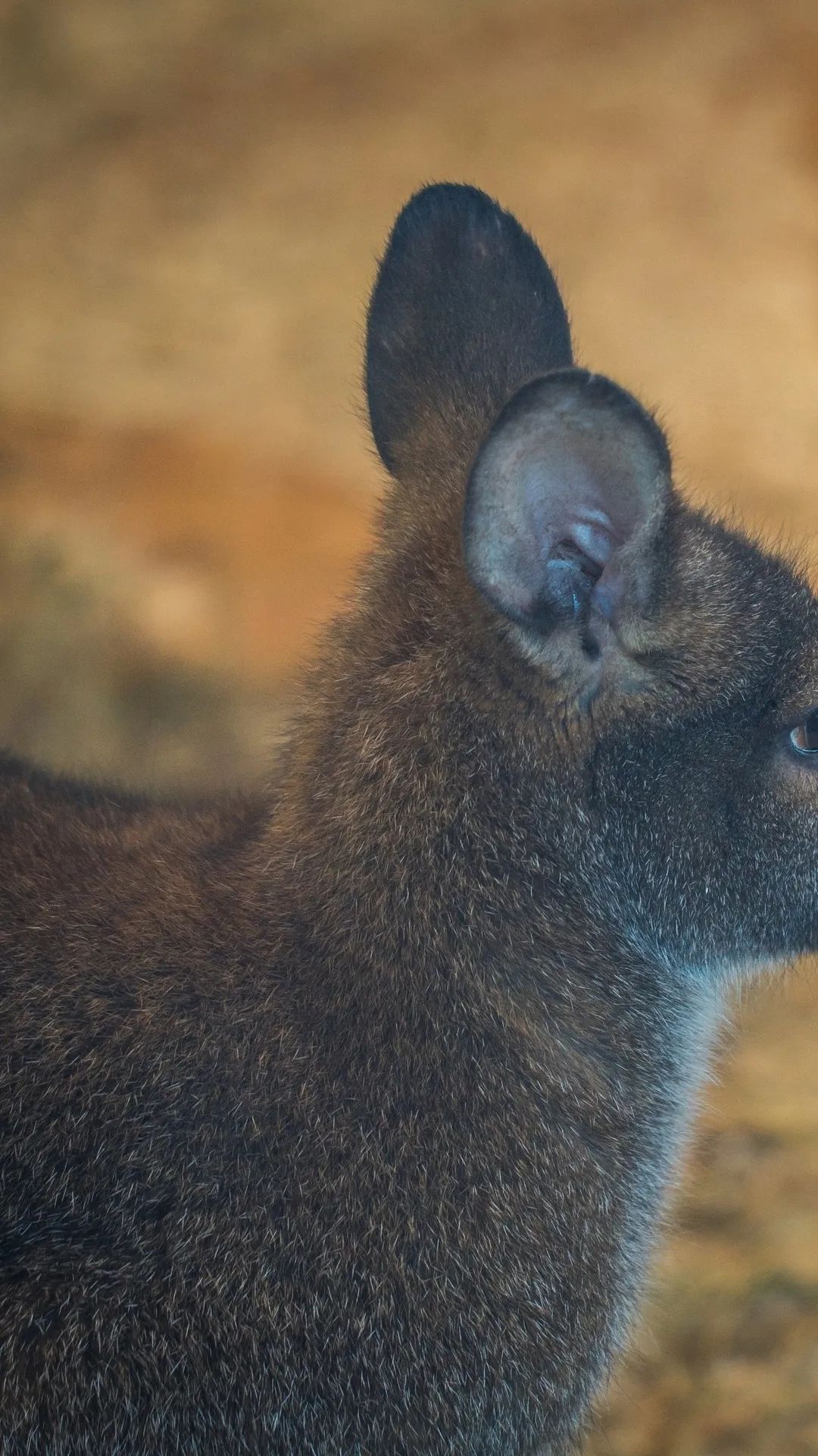 Wallaby Profile Close-up - random wallpaper for OpersCraft