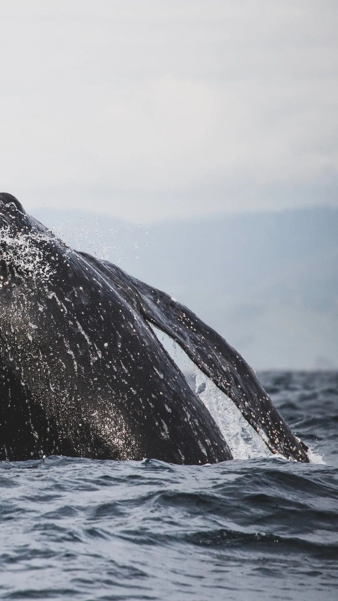 Whale Tail Splash - whale wallpaper for OpersCraft