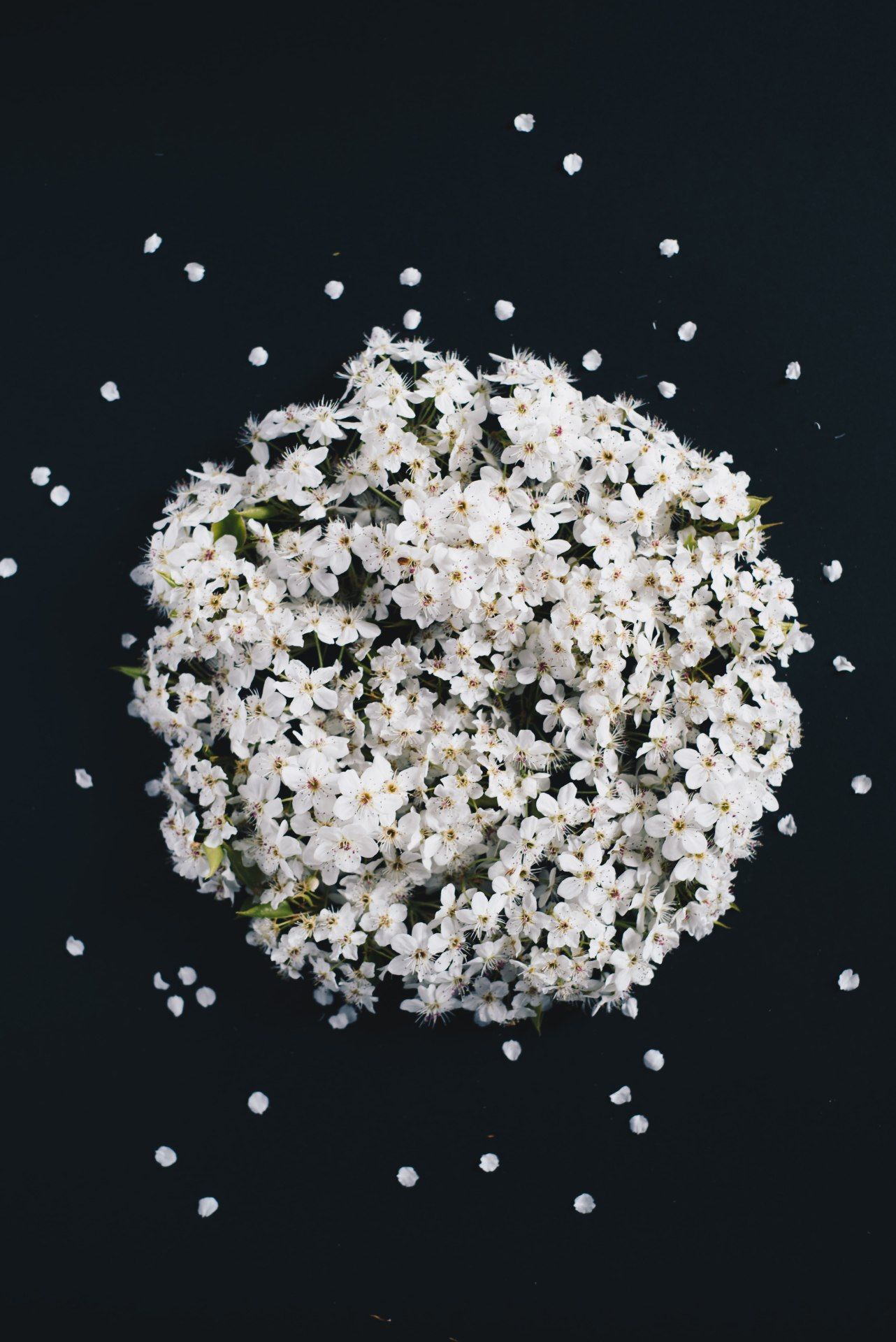 White Blossoms on Black - floral wallpaper for OpersCraft