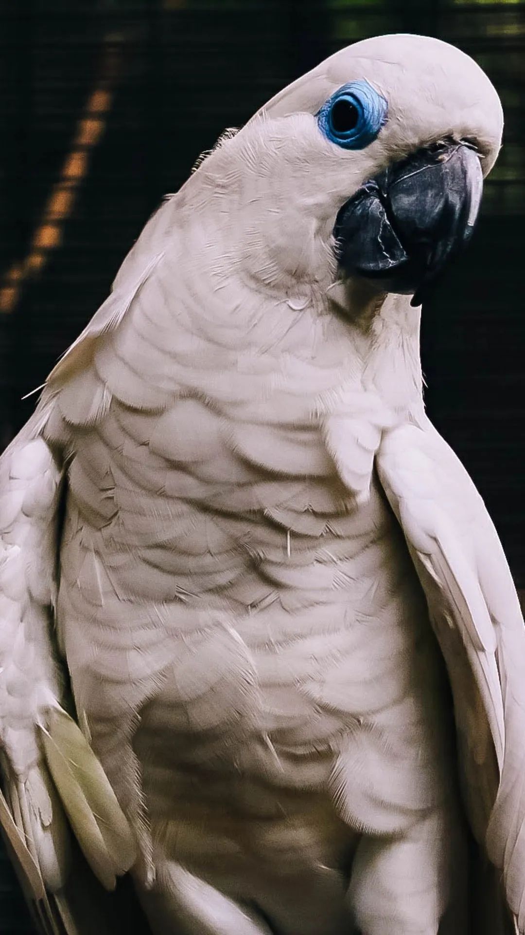 White Cockatoo Portrait - birds wallpaper for OpersCraft