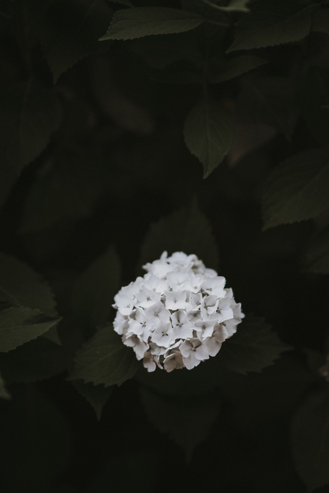 White Hydrangea Bloom - floral wallpaper for OpersCraft