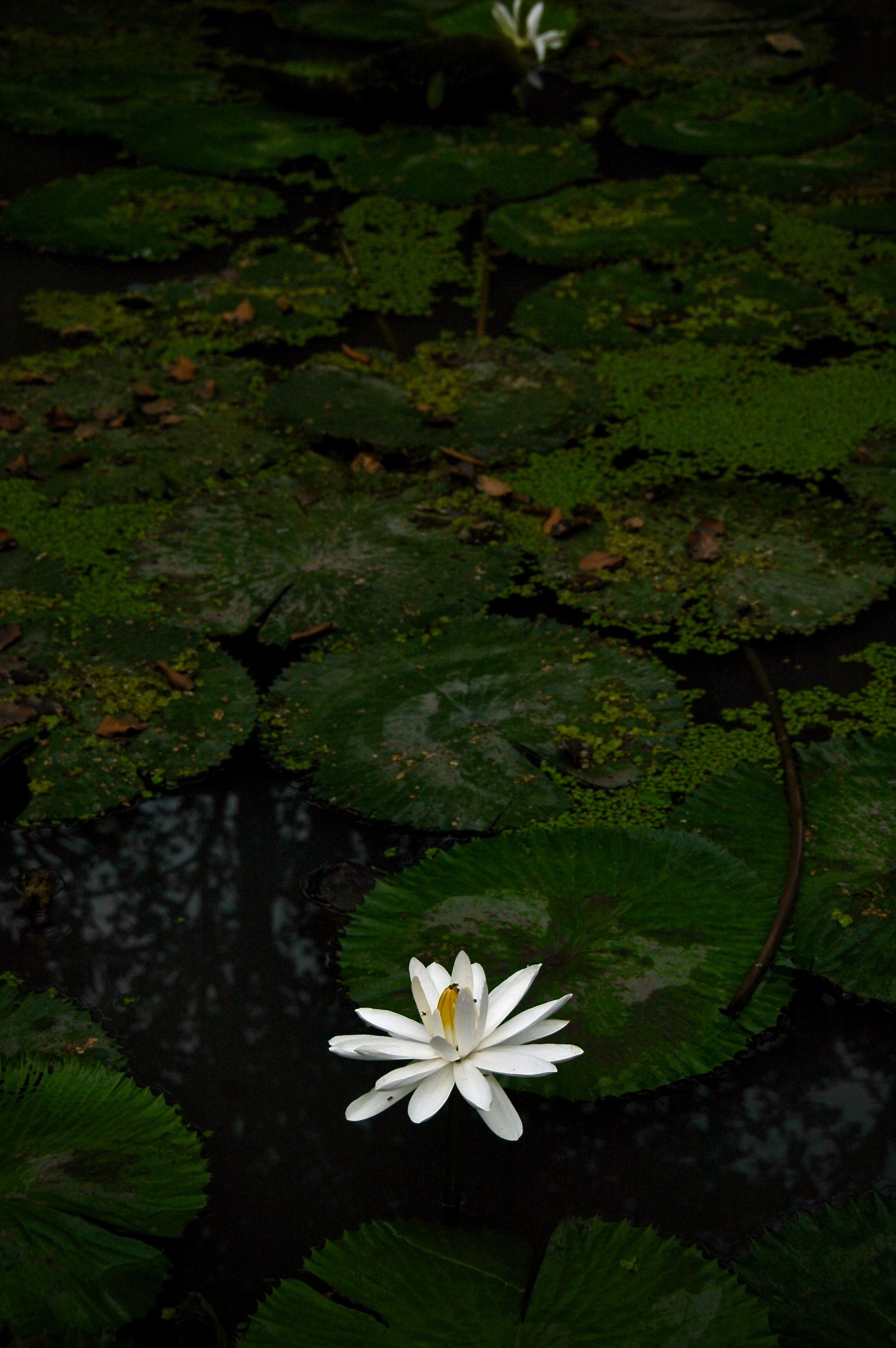 White Water Lily Pond - floral wallpaper for OpersCraft