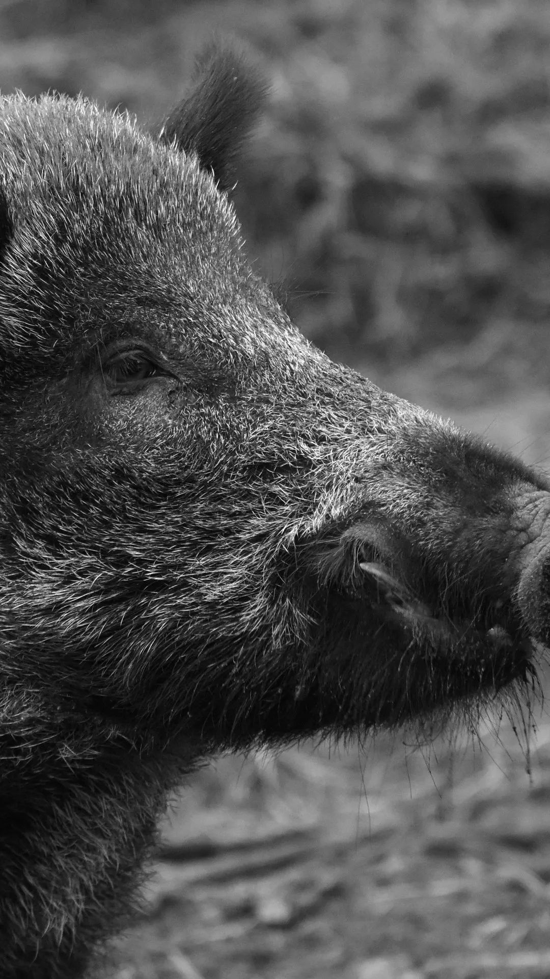 Wild Boar Portrait - random wallpaper for OpersCraft