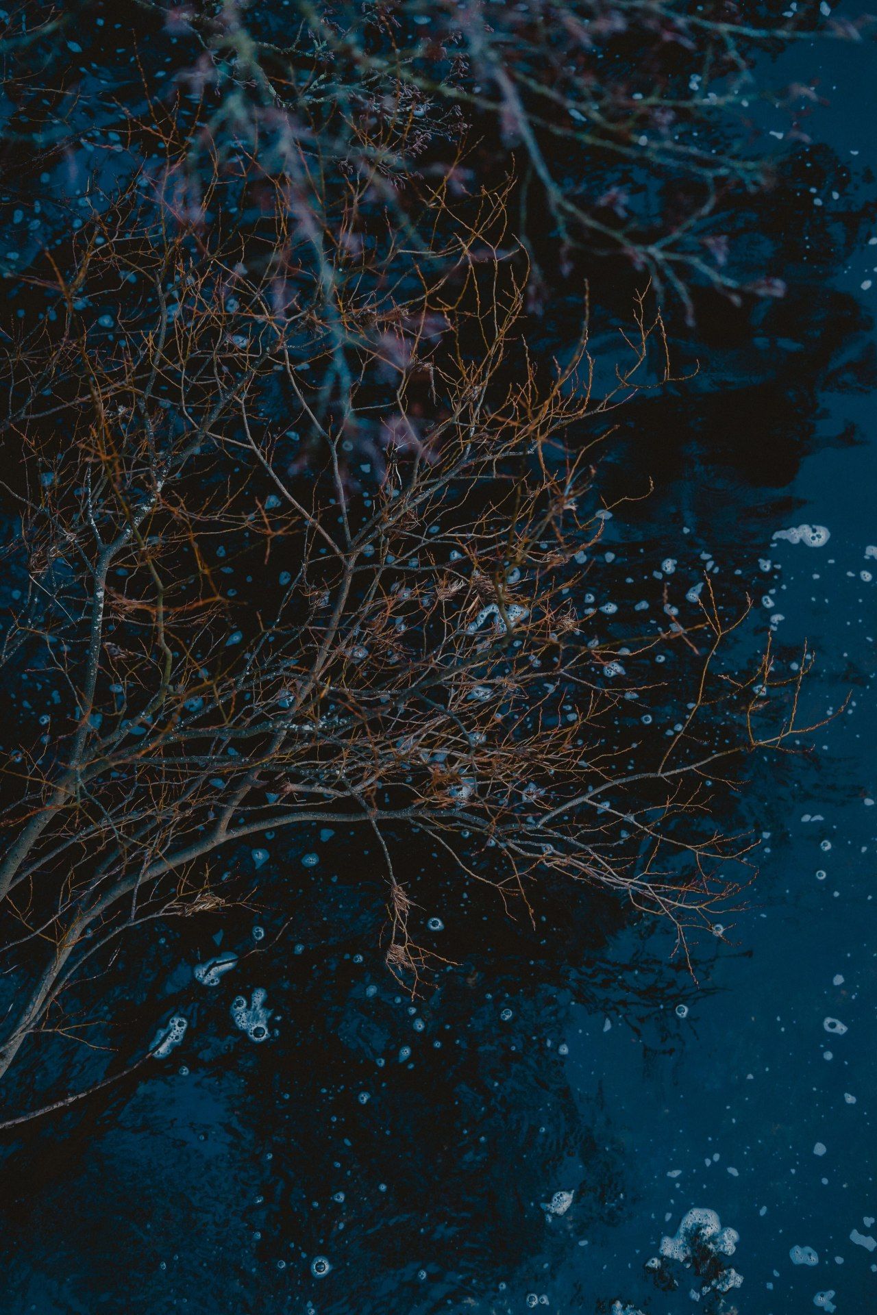 Winter Branches Reflection - water wallpaper for OpersCraft